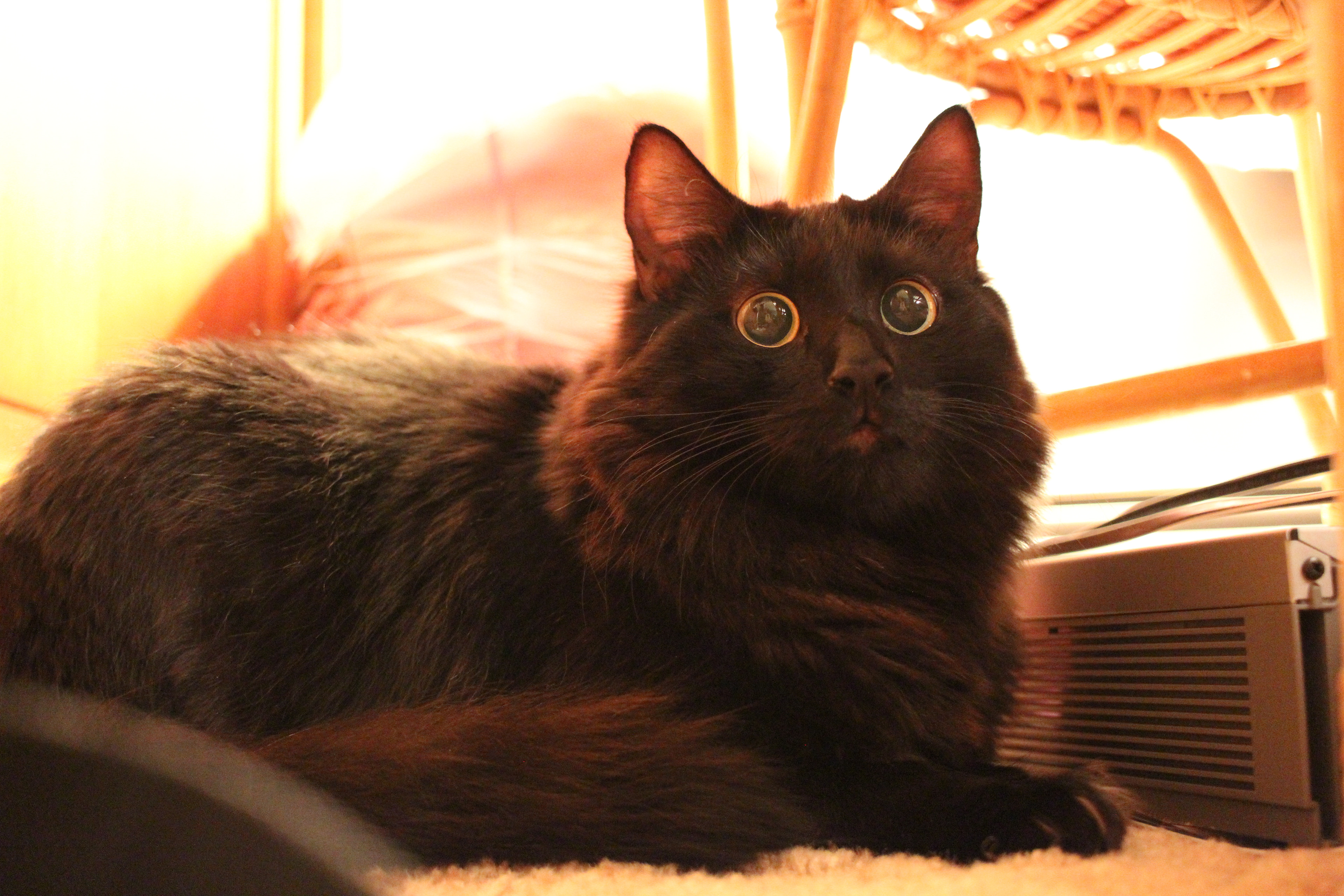 Black angora cat with startled wide eyes