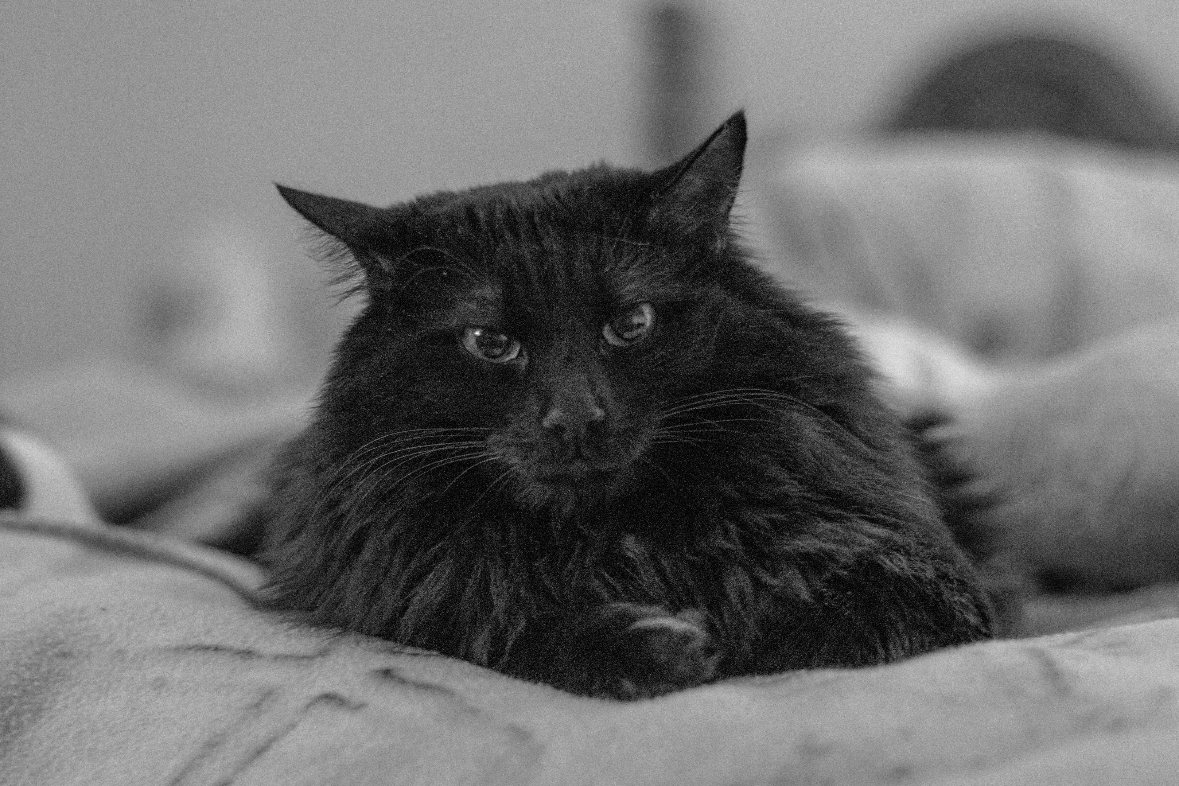 Moody angora cat