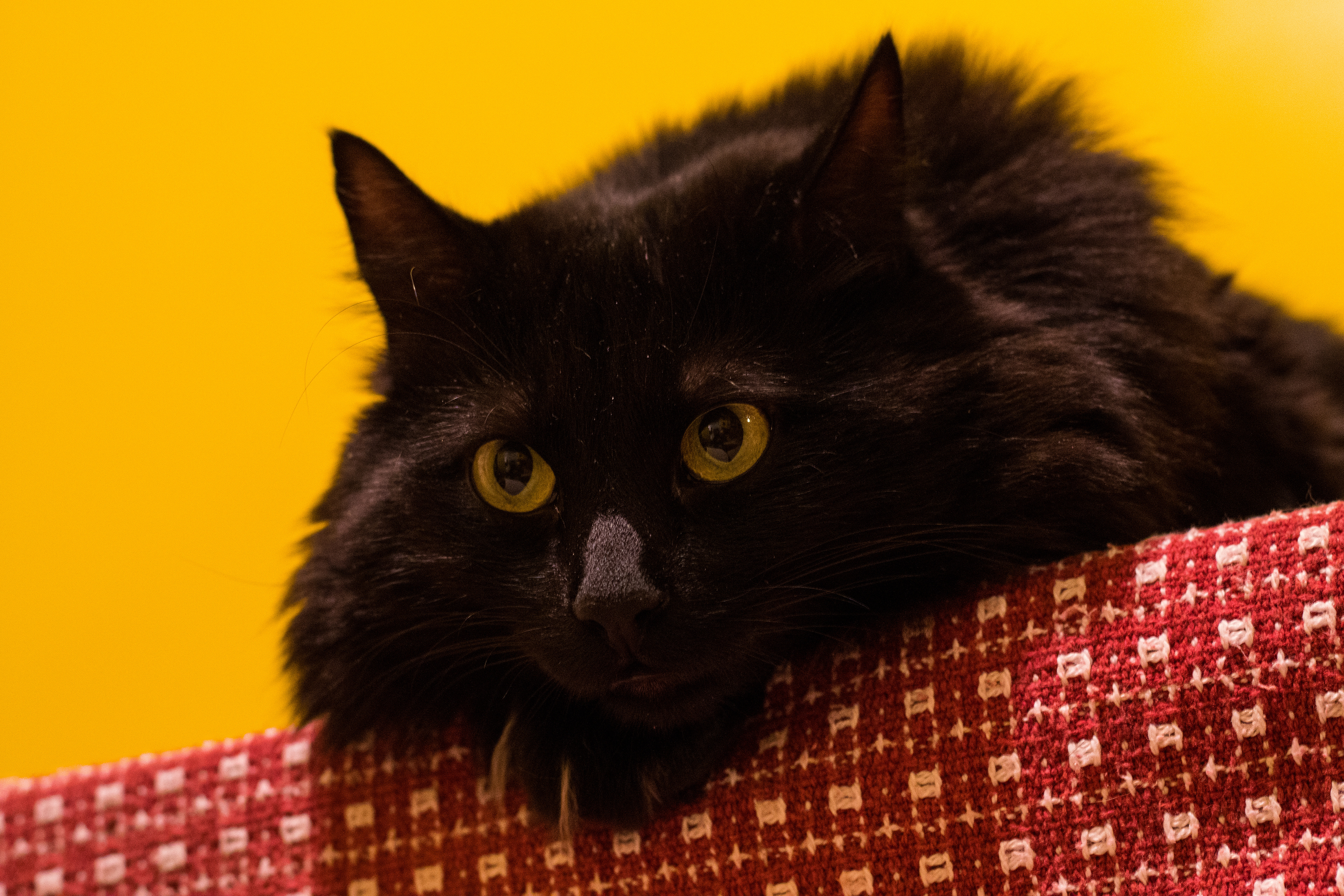 Black angora cat lounging on red cloth against yellow background