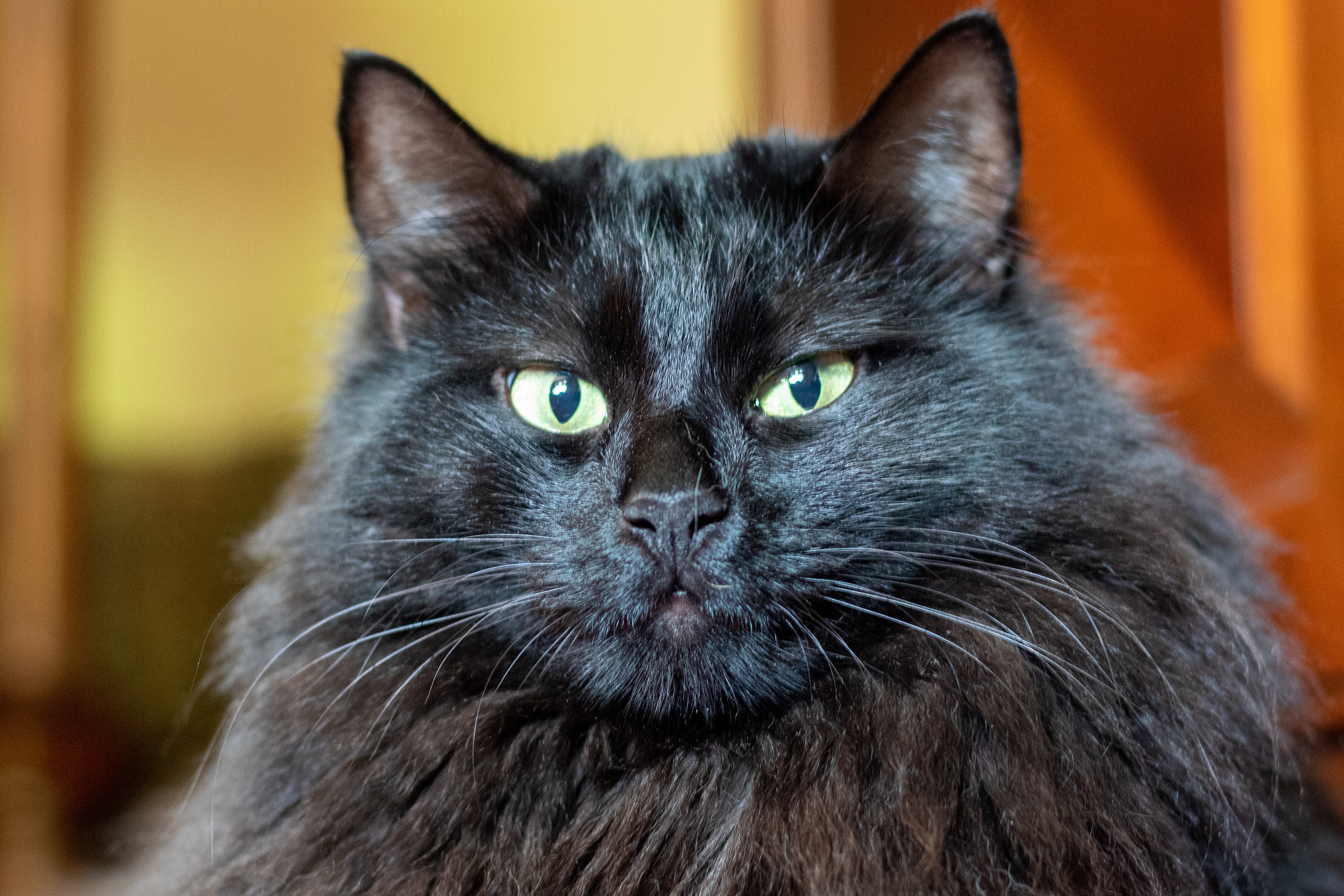 Black angora cat with majestic mane and odd expression