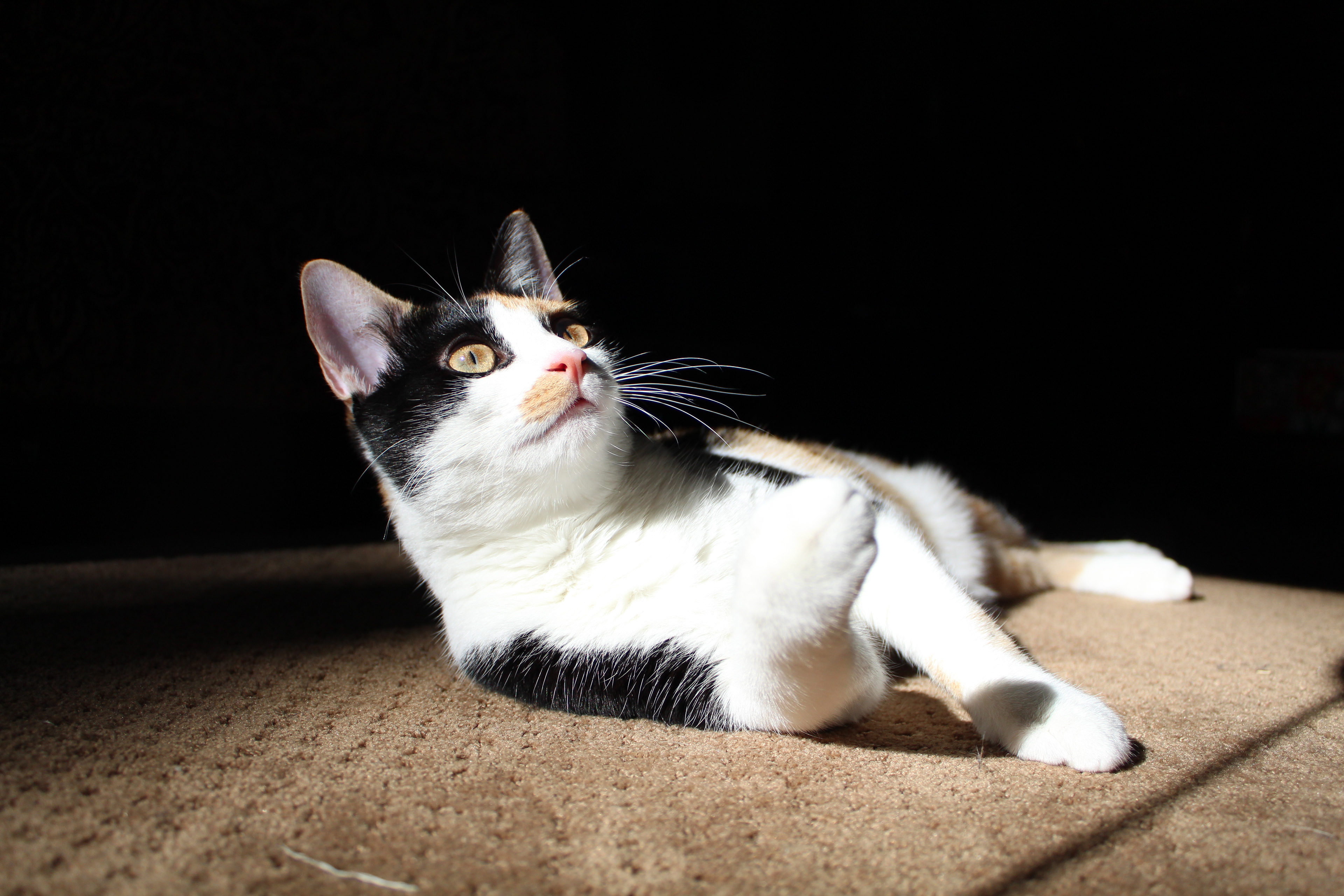Calico cat mid groom, looking out of frame.