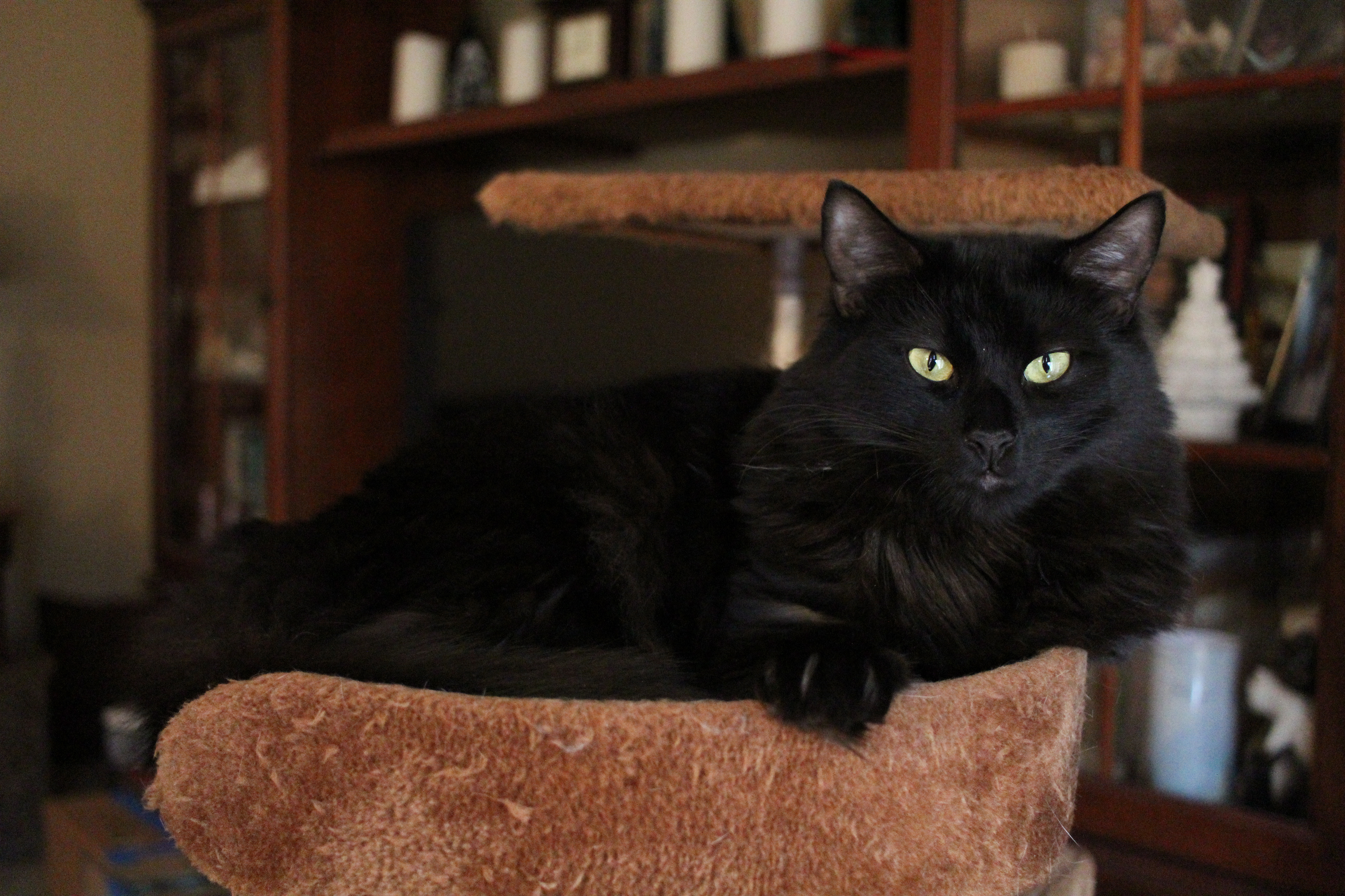 Black angora cat lounging on cat tree.