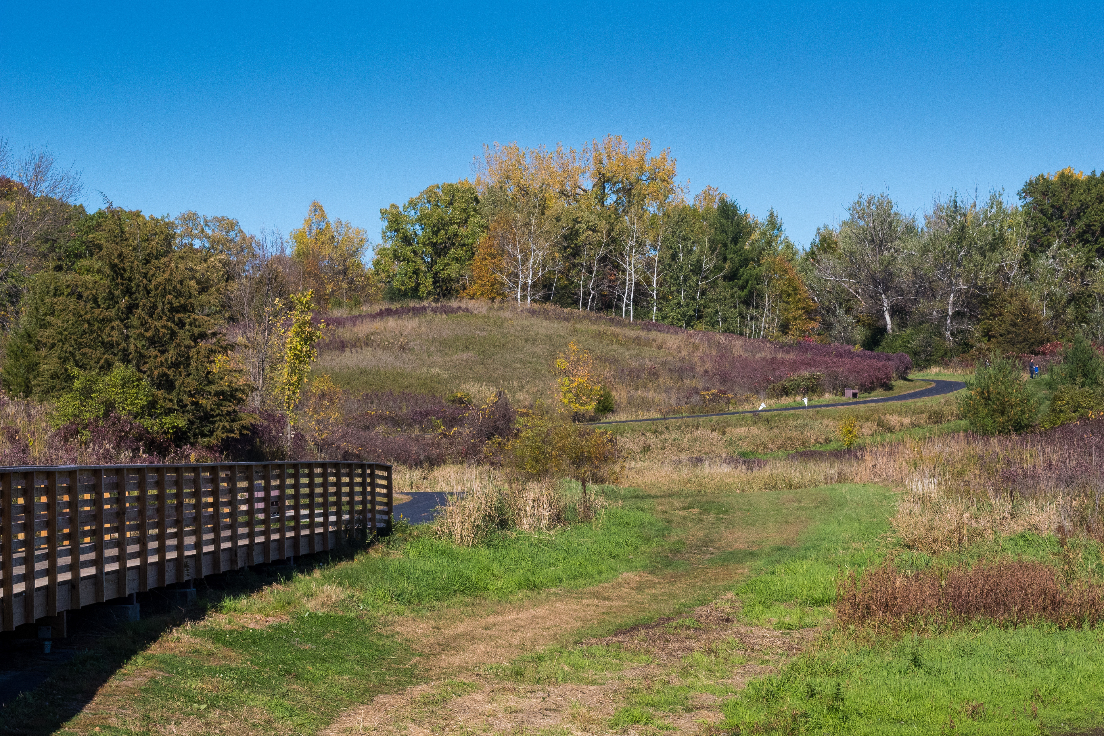 Winding path through prairie leading into woods