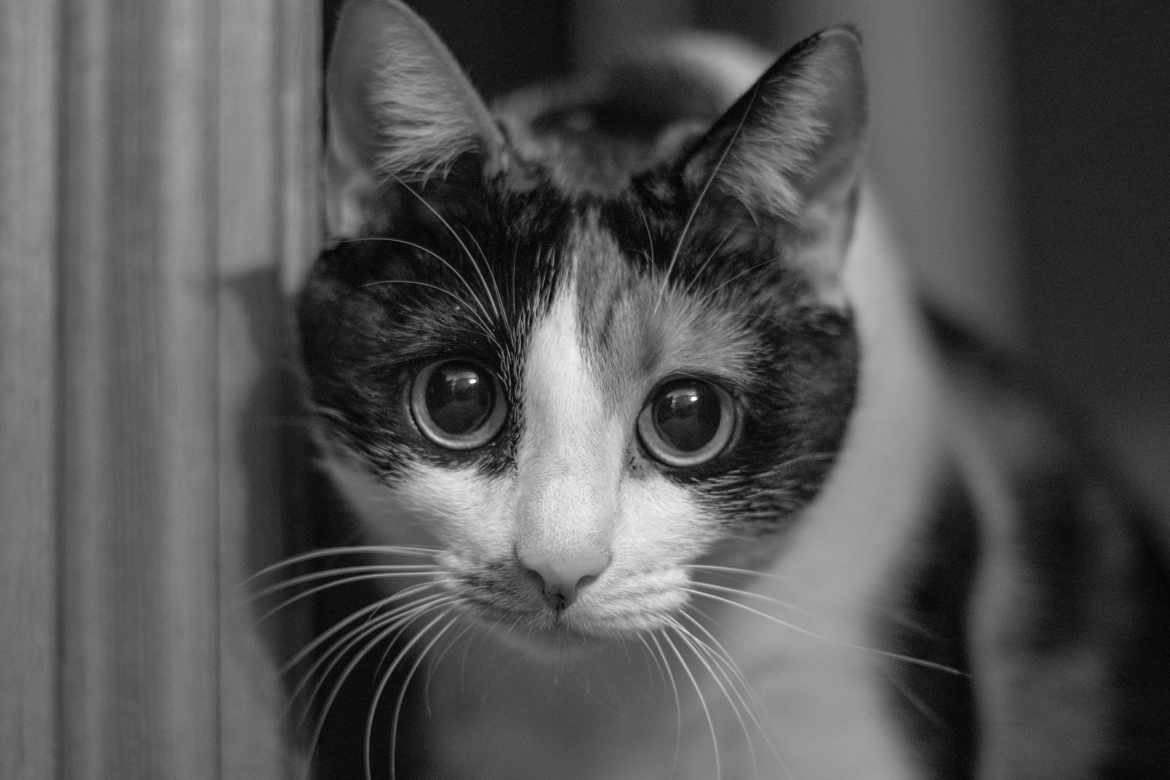 Calico cat leaning into shot.