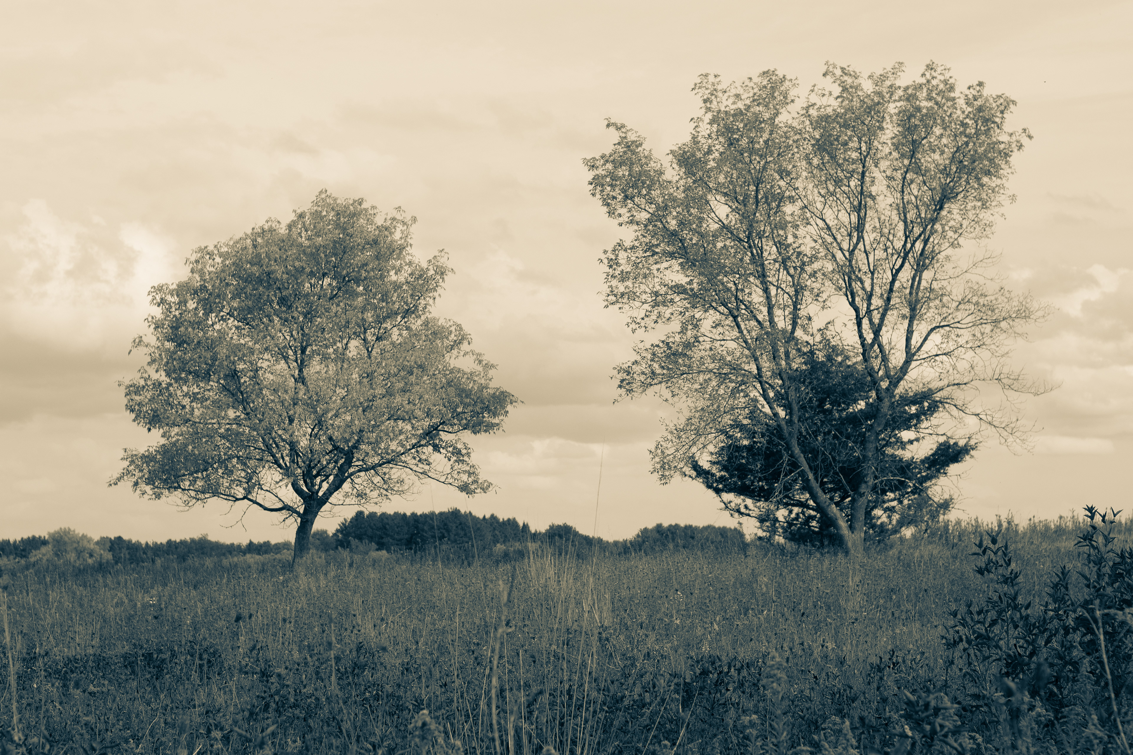 Pair of trees in a prairie