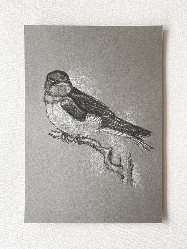 "Feathered friend II" 2021 - chalk and charcoal on g