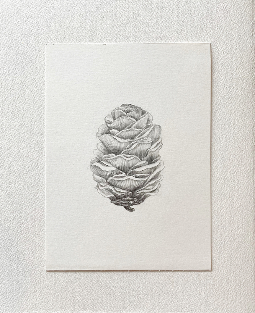 "Larch cone" 2019 - pencil on thick paper