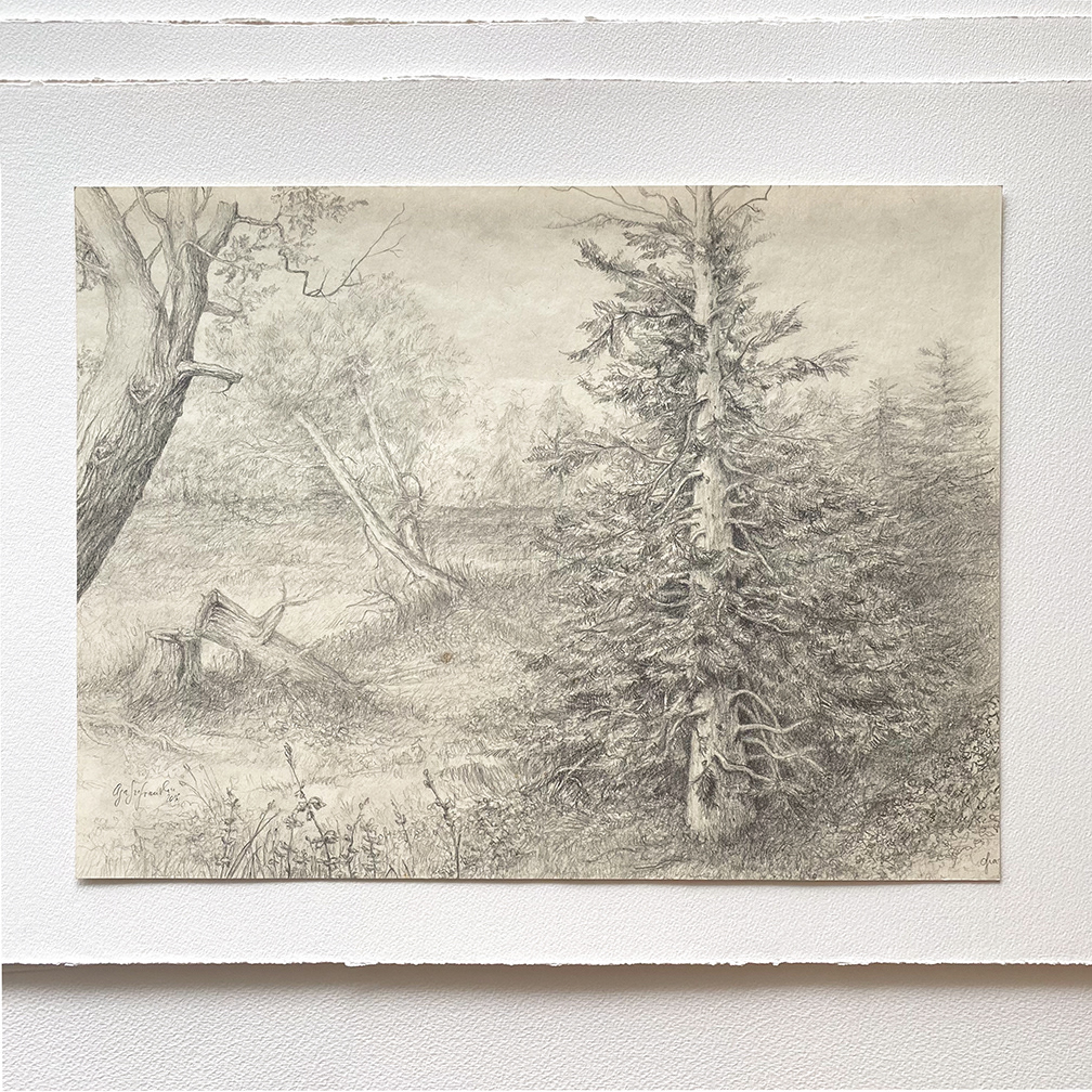 "Sauvage" 2016 - pencil on paper
