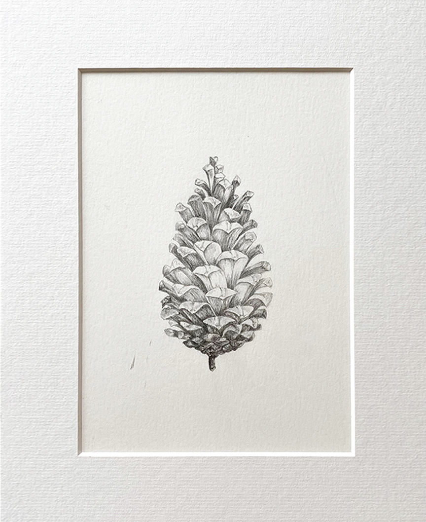 "Pine cone" 2019 - pencil on thick paper