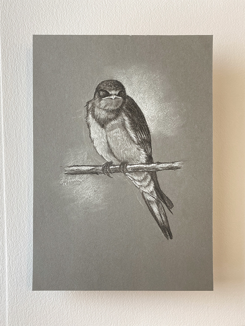 "Feathered friend I" 2021 - chalk and charcoal on grey paper