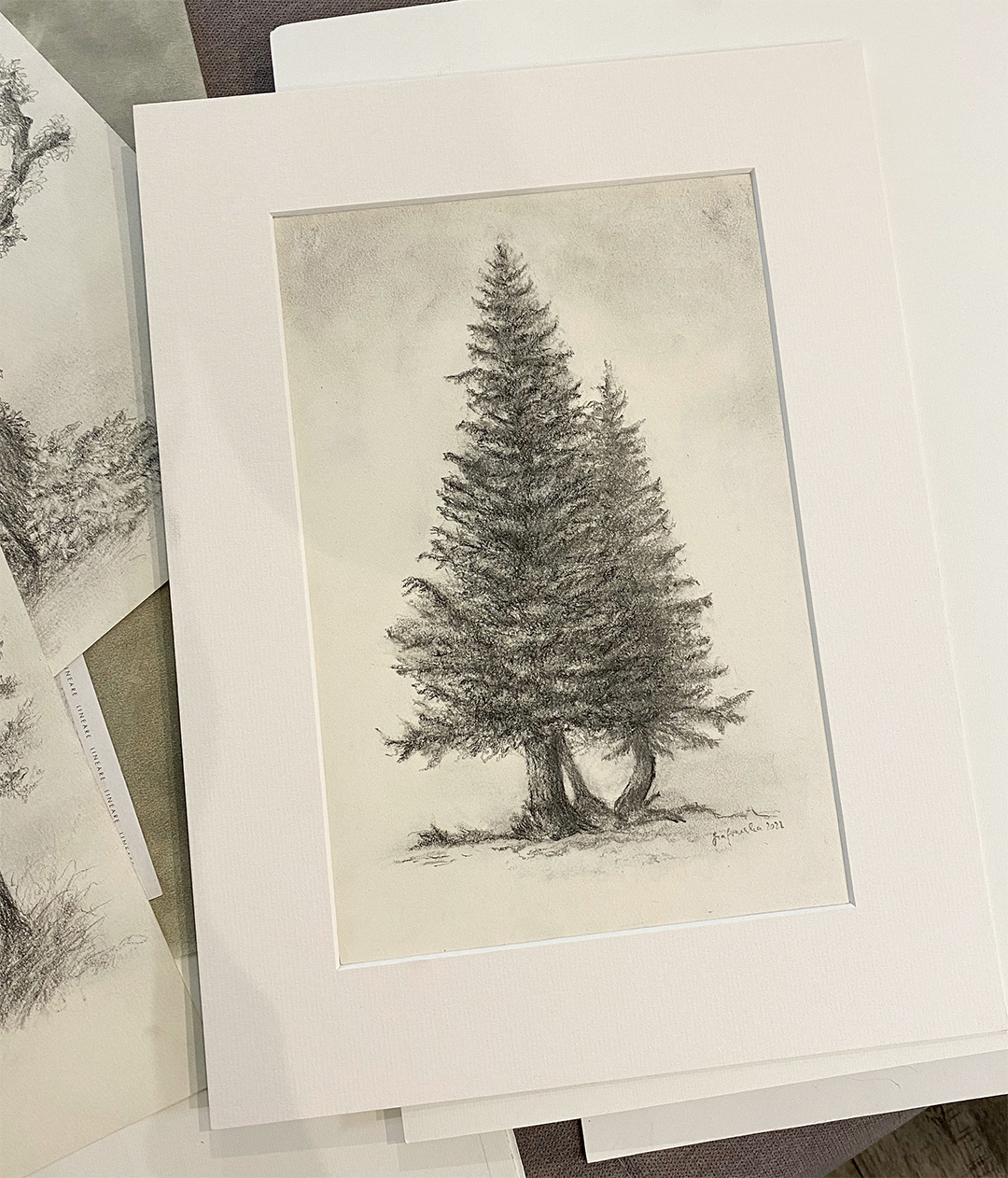 "Coniferous Tree" 2022 - pencil on ivory paper