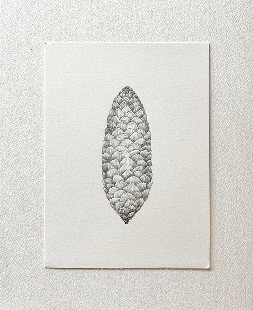 "Spruce cone" 2019 - pencil on thick paper