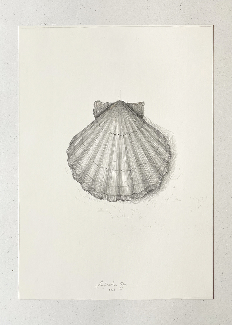 "Seashell" 2019 - pencil on coated paper