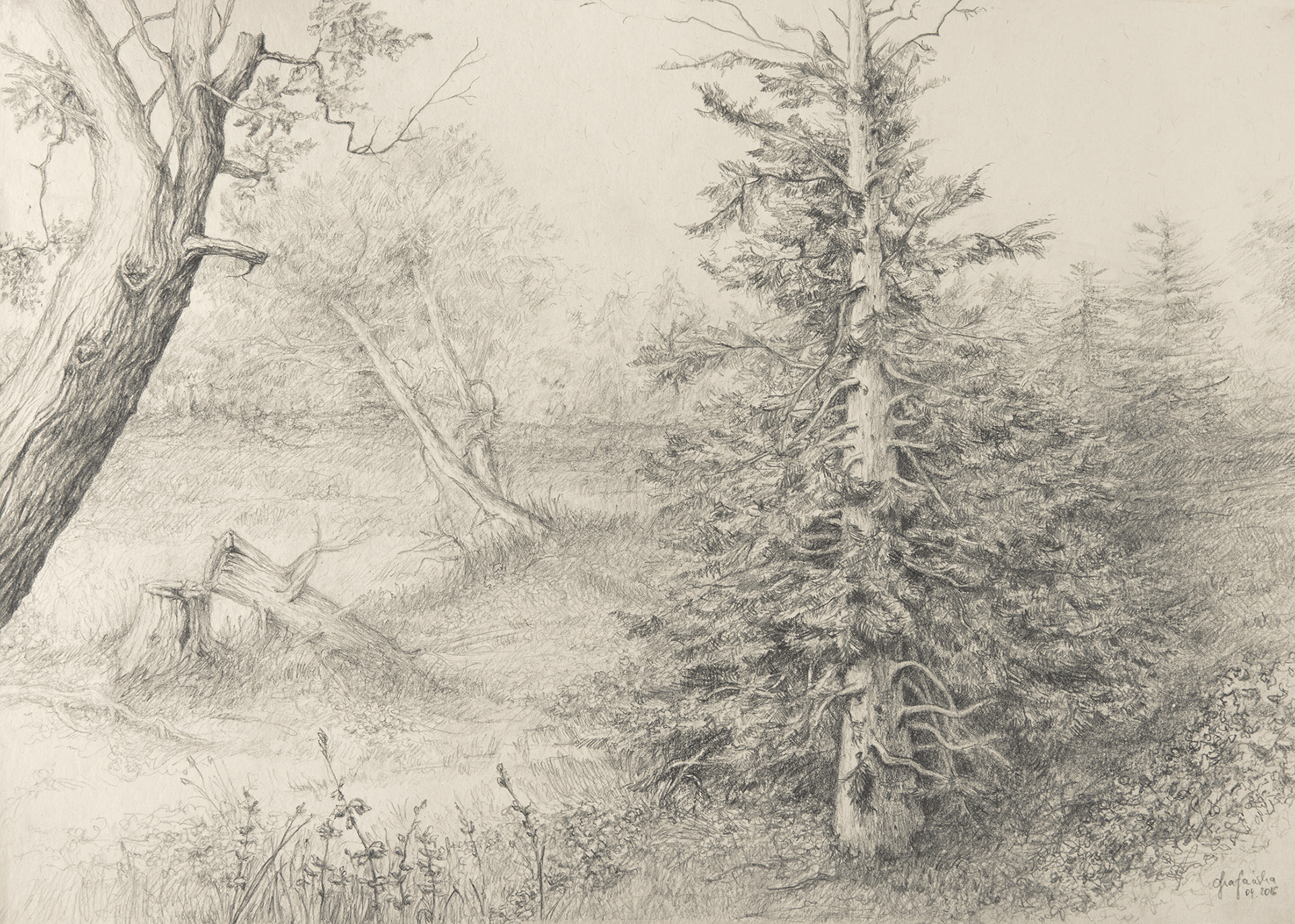 'Sauvage' pencil on paper _ 2016 _ 40x30 cm