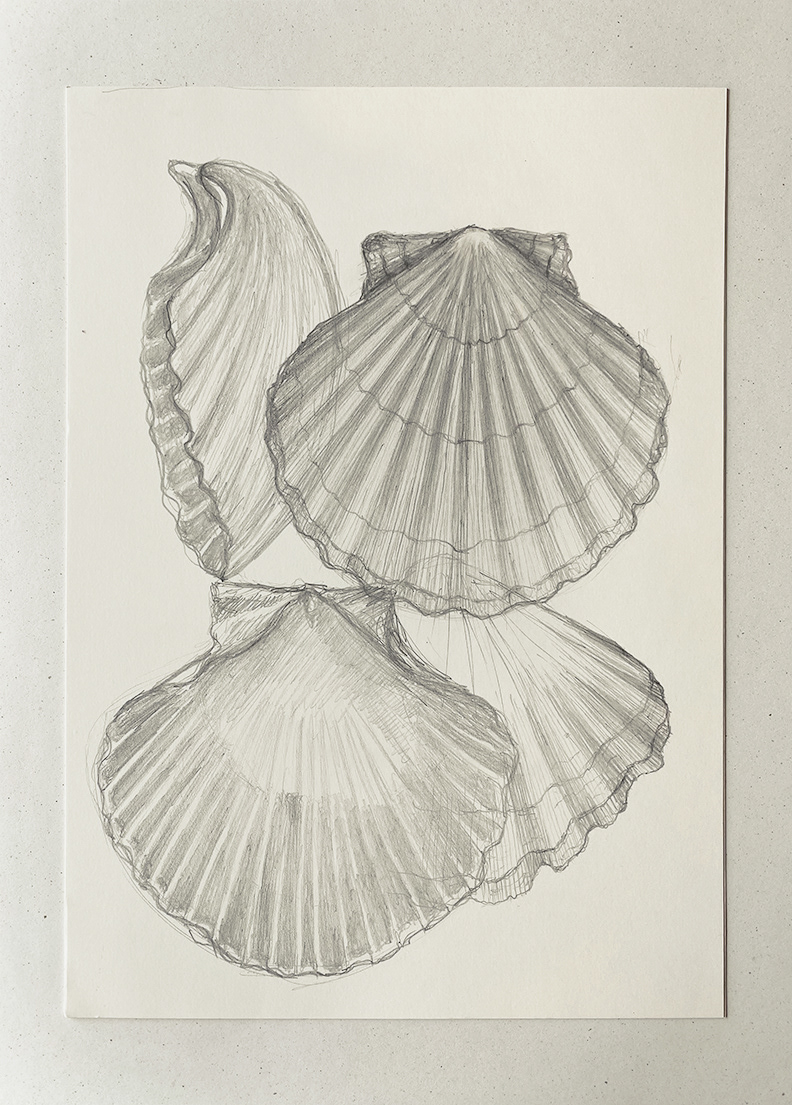 "Seashells" 2019 - pencil on coated paper
