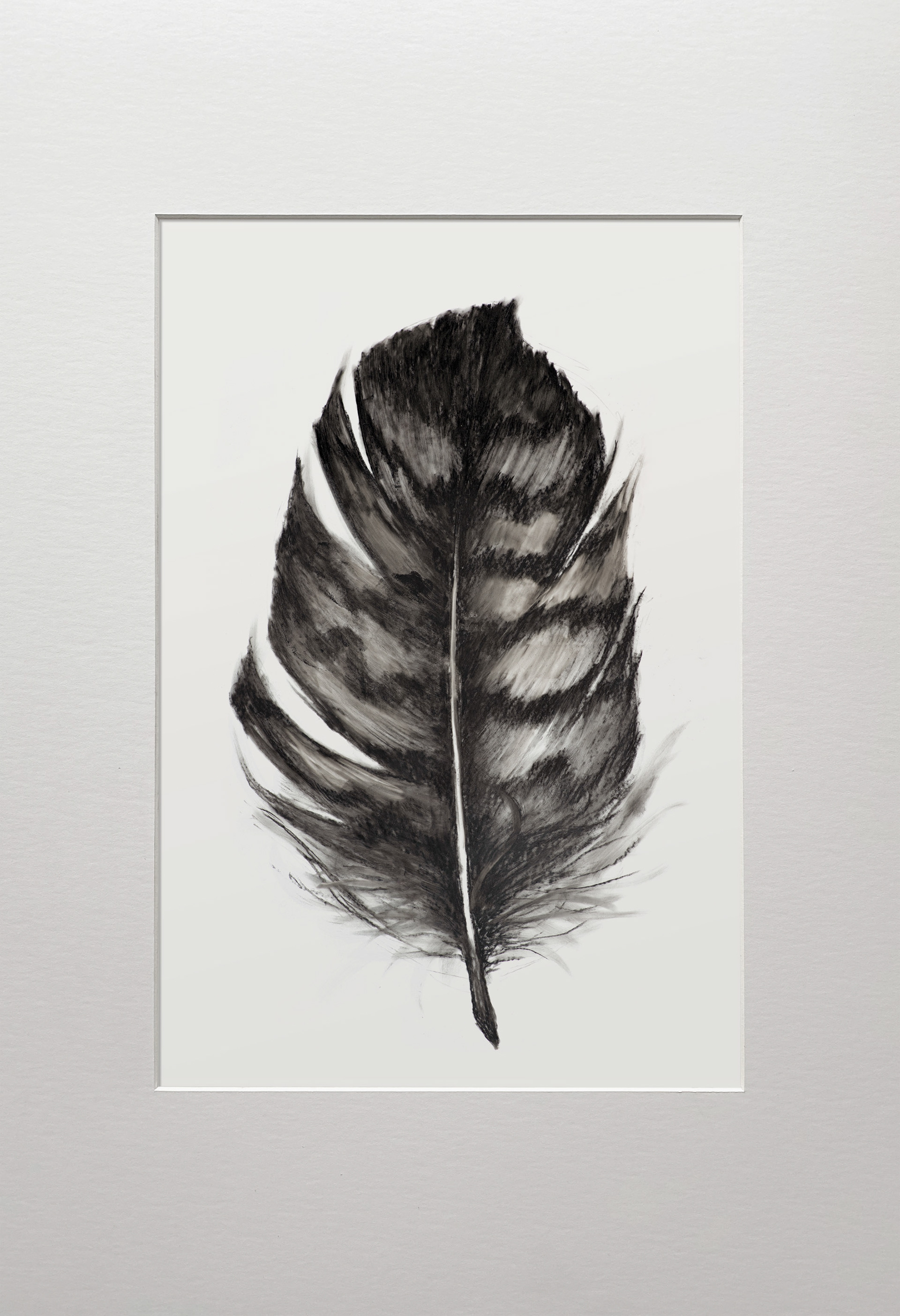 "Bold feather I" 2023 - charcoal on white foil