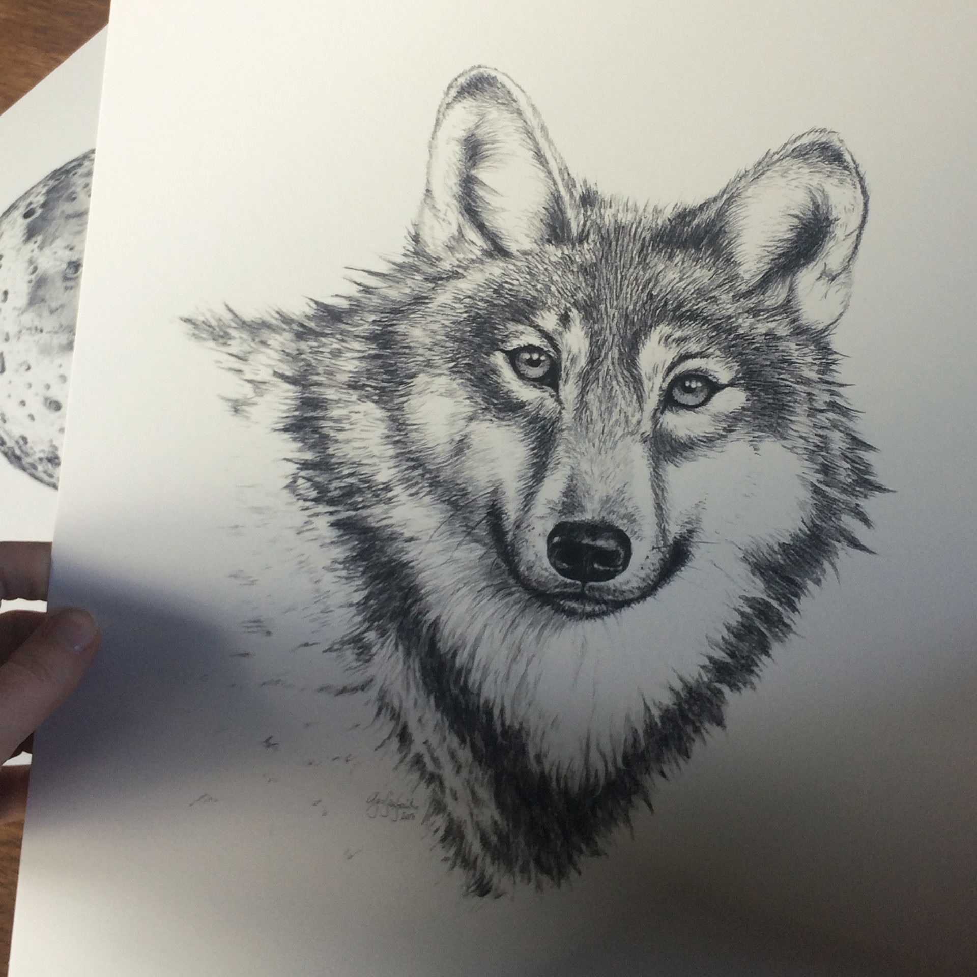 "Woodland" 2017 - pencil on white bristol paper