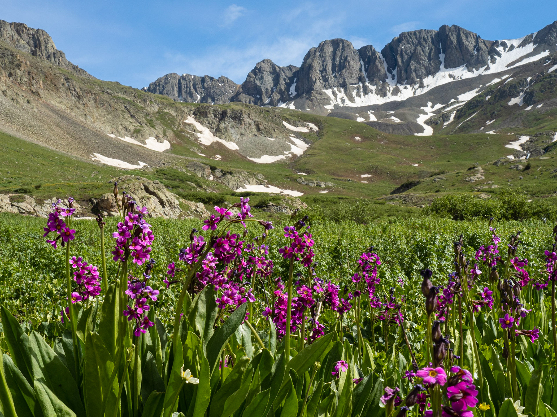 Fireweed in American Basin (Handies Peak)