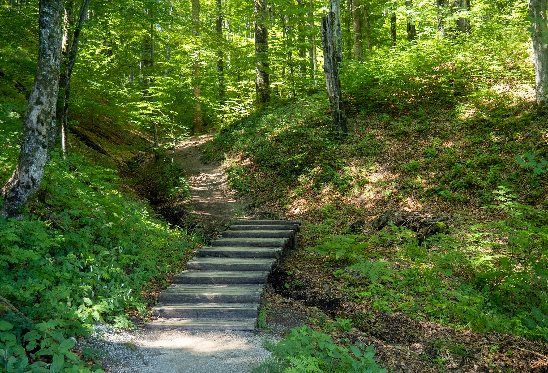 Park Trail