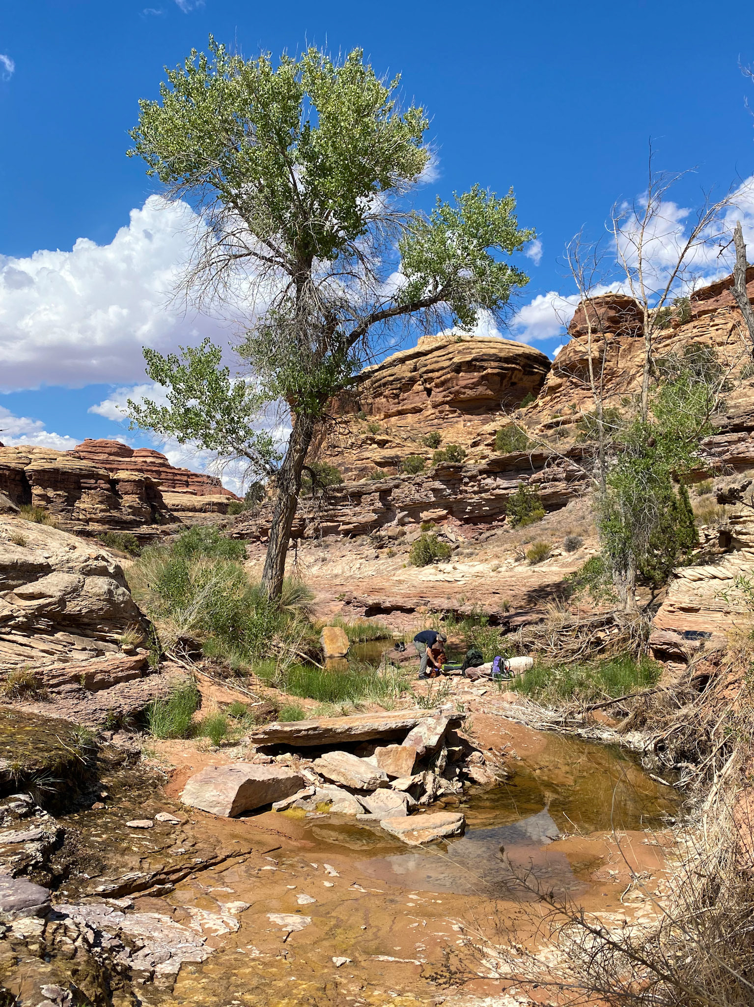 Water Canyon spring