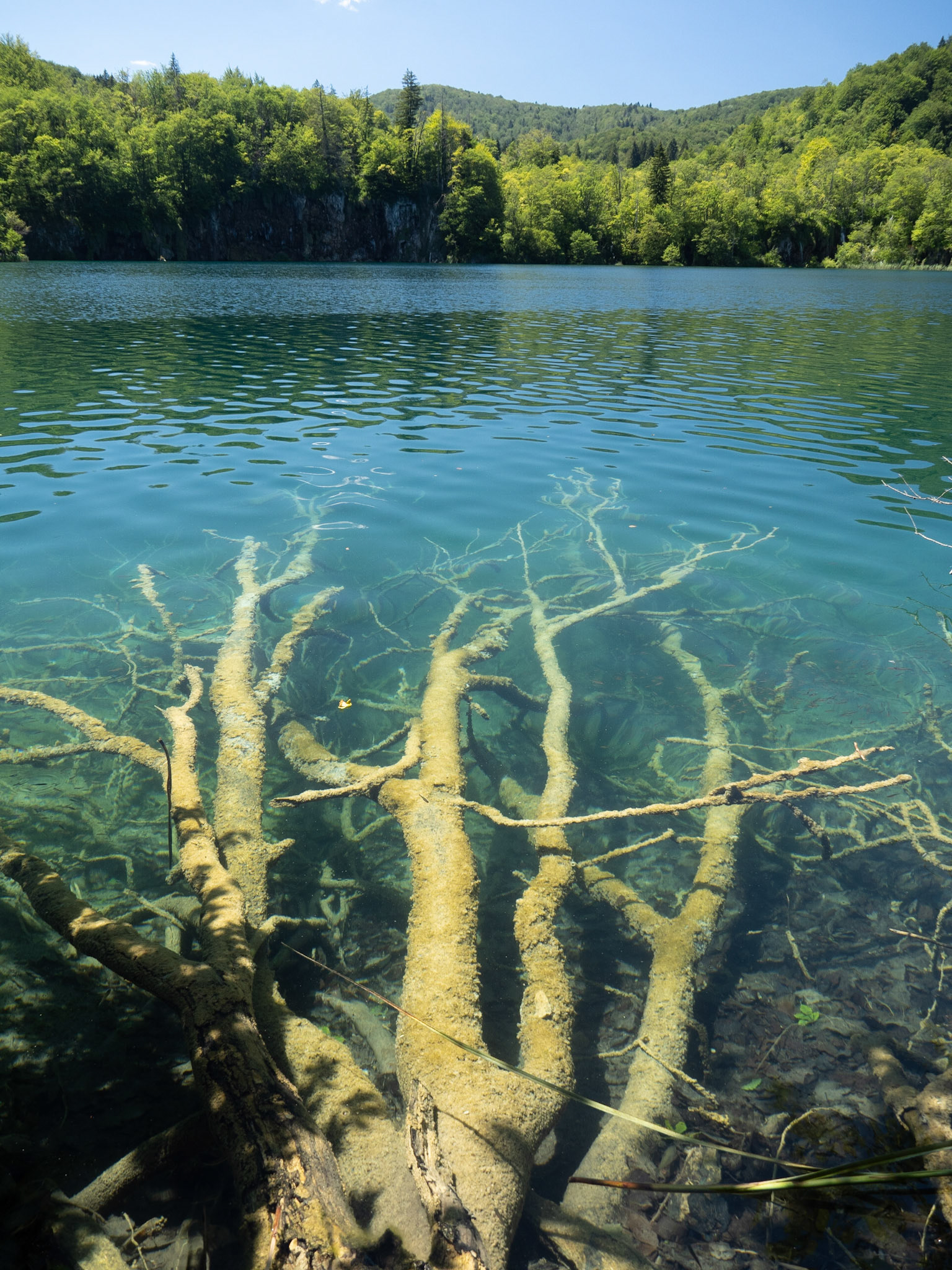 Submerged Tree in Galovac Lake