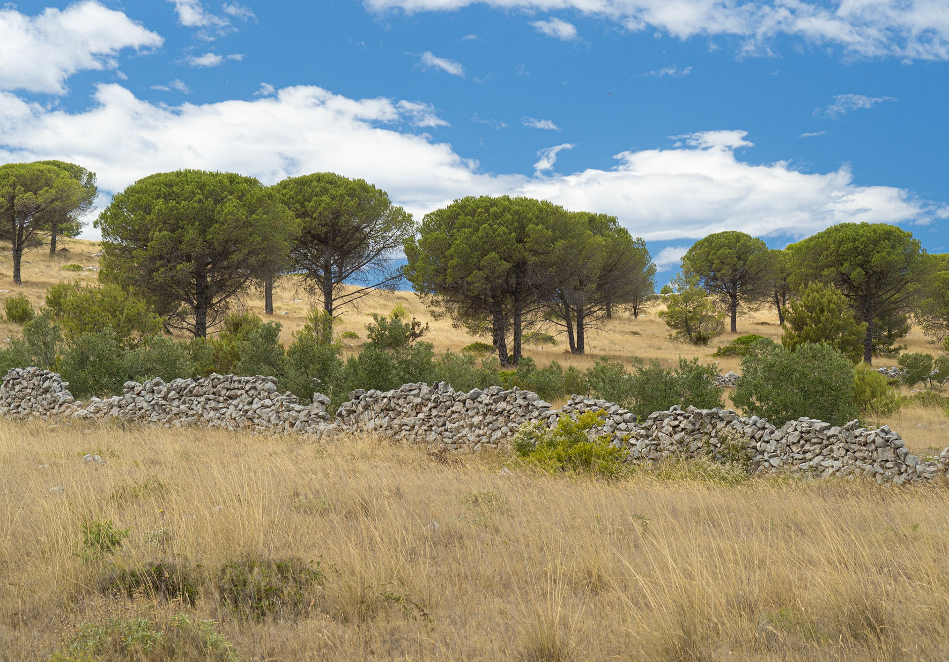 Pines and Wall on Dugi Otok
