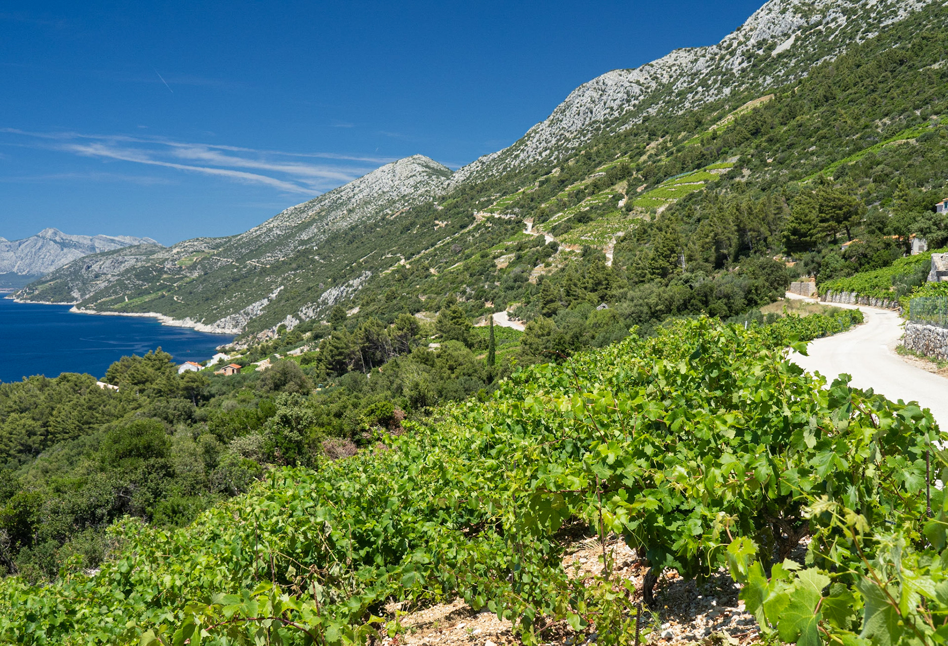 Vinyards and Ascending Road, Pelješac Peninsula