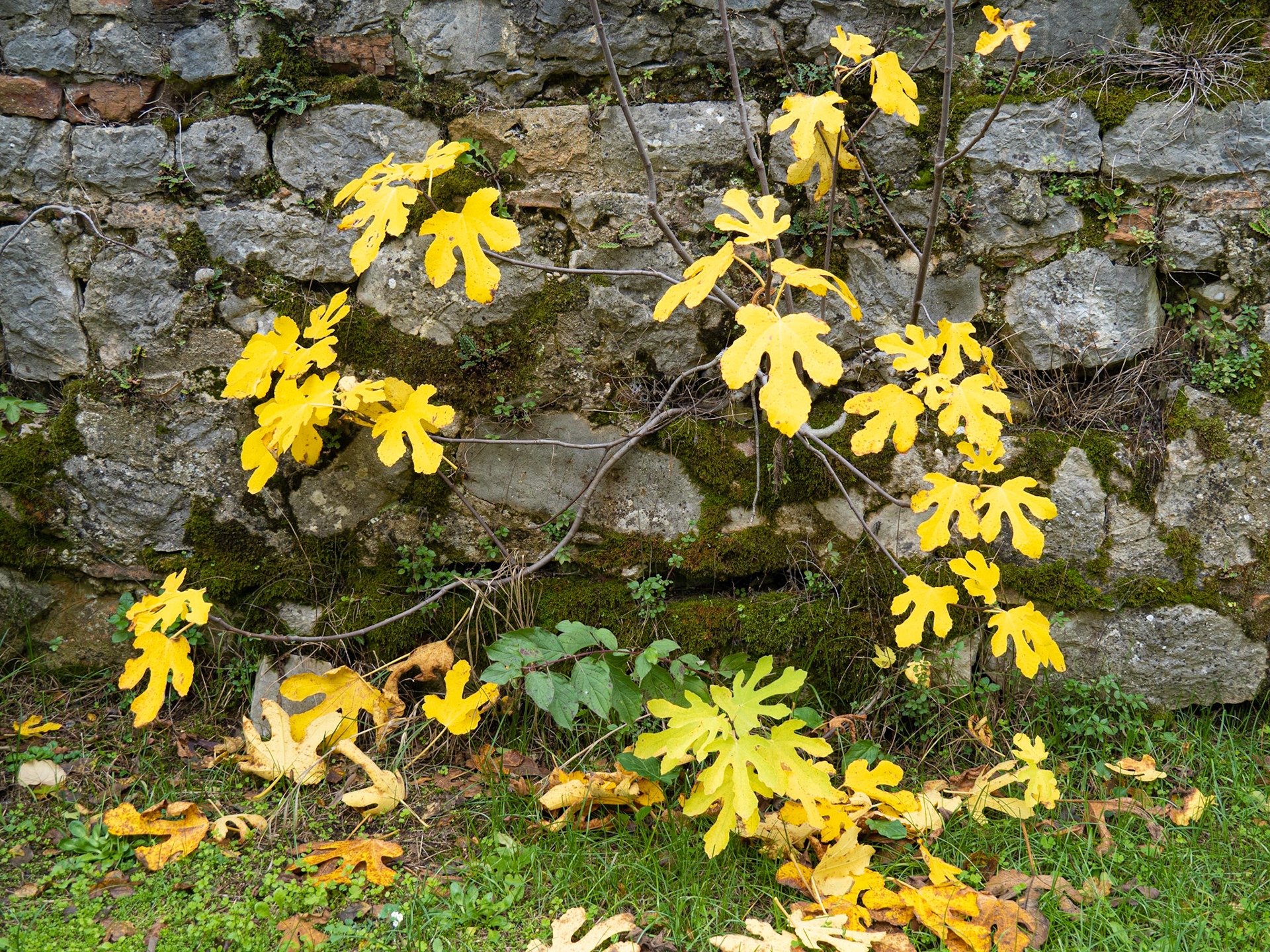 Fig tree, Mogorjelo