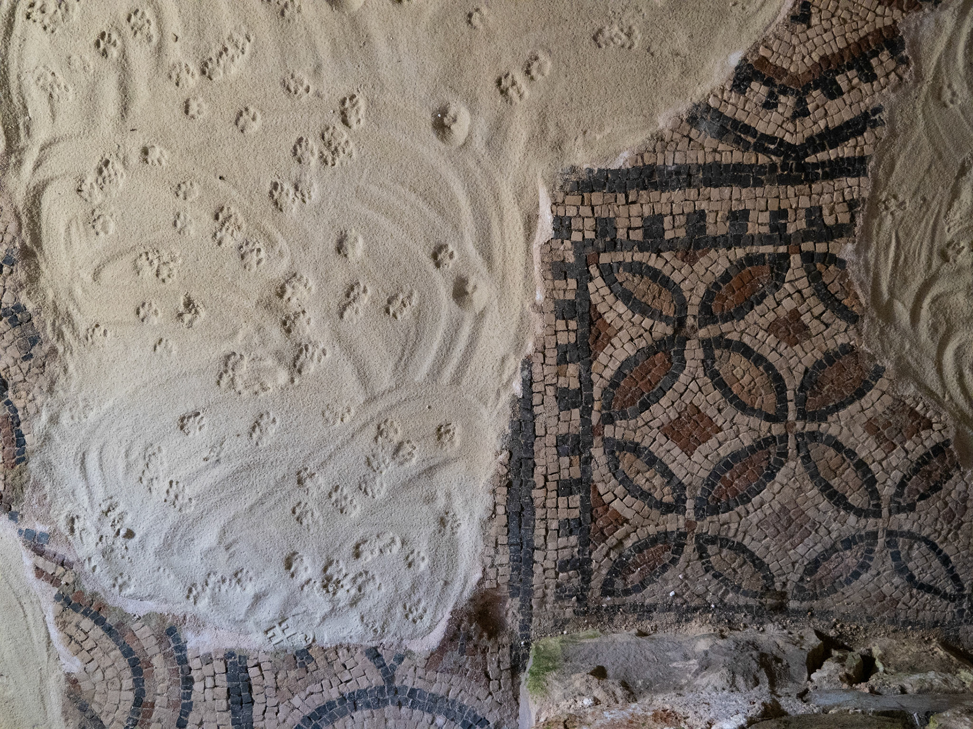 Mosaic Tile and Cat Paw Prints, Euphrasian Basilica