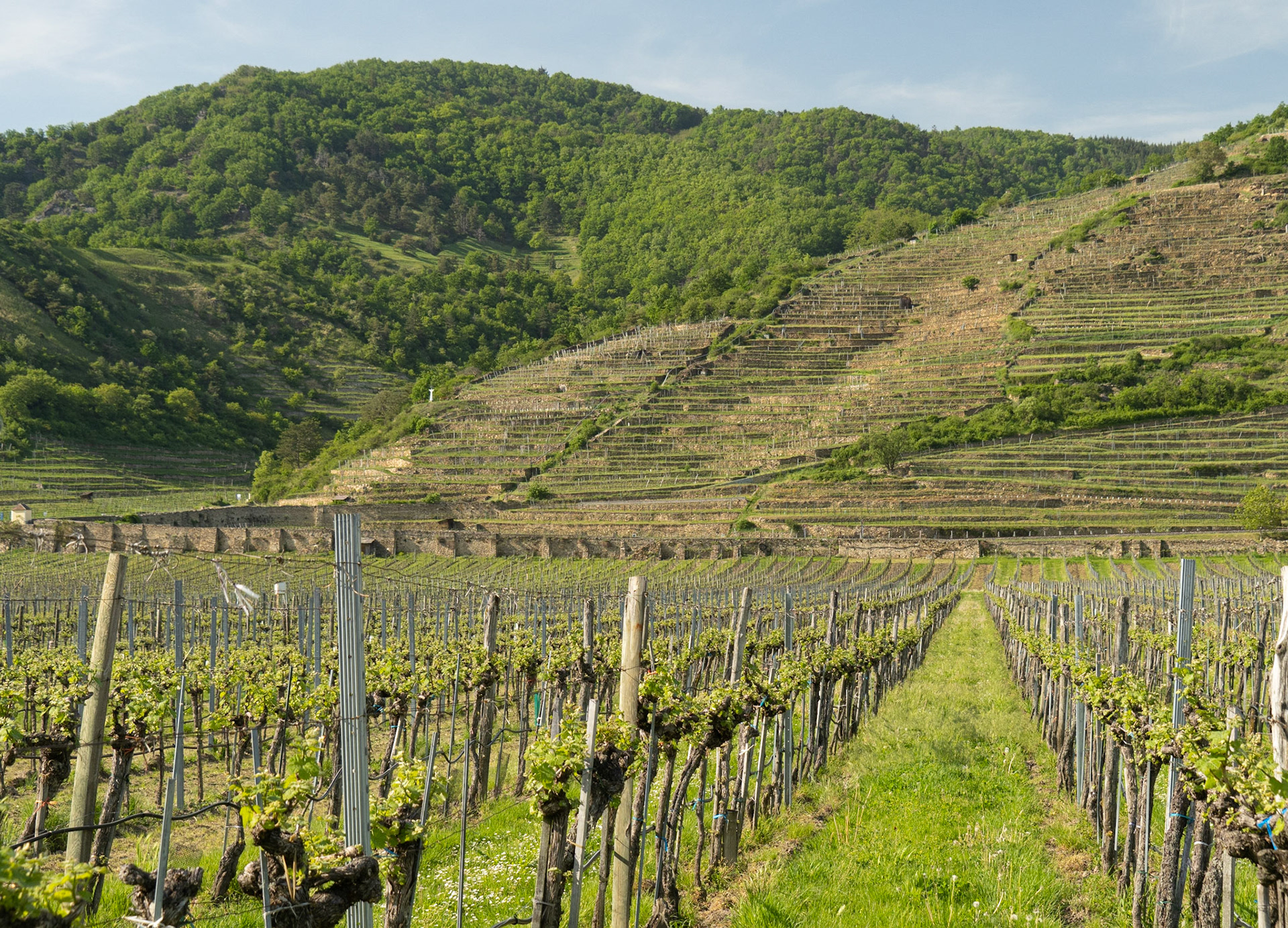 Vineyards
