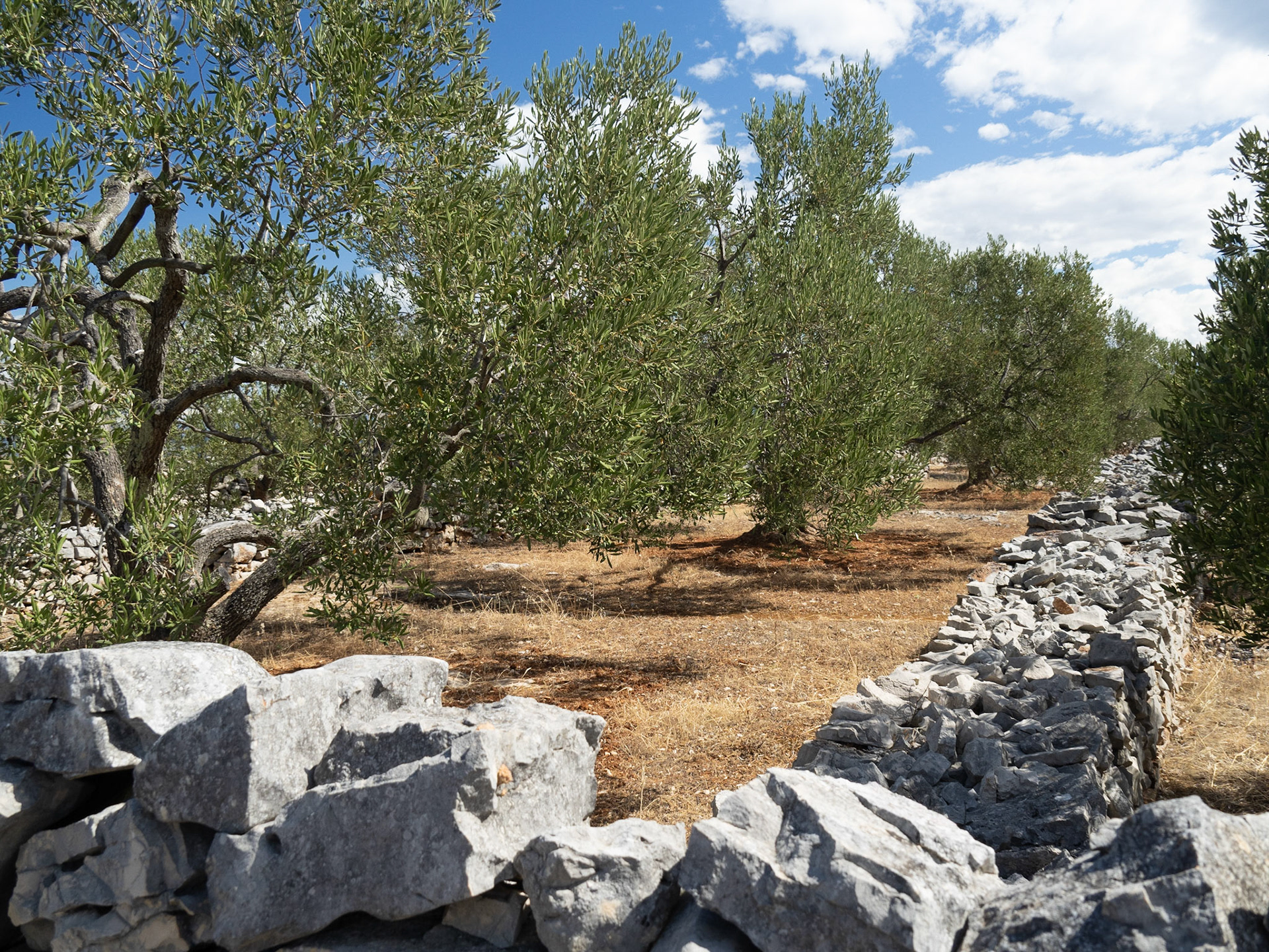 Saljsko Polje, Ancient Olive Grove and Walls