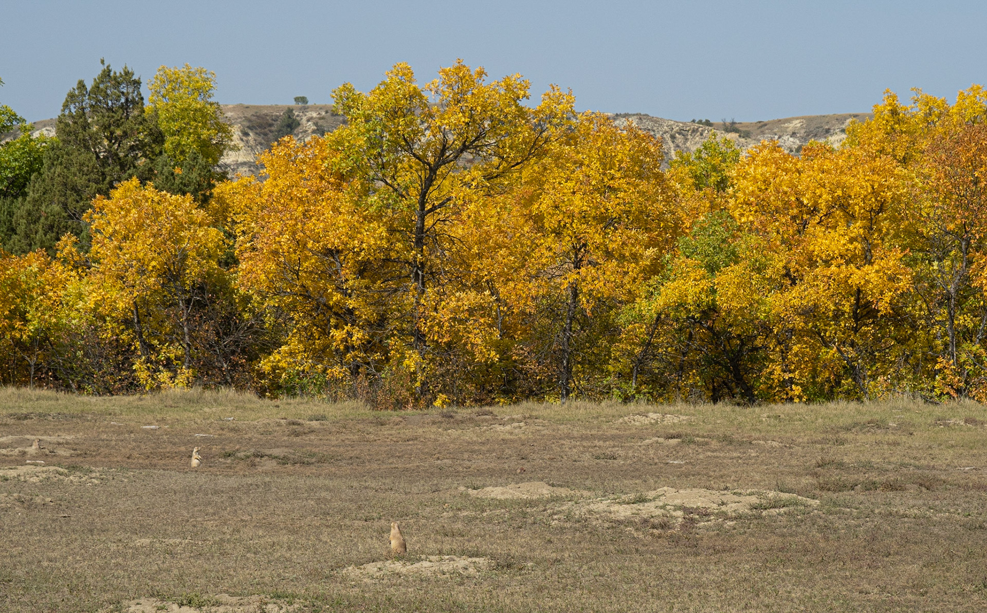 Prairie Dog Town, Theodore Roosevelt NP