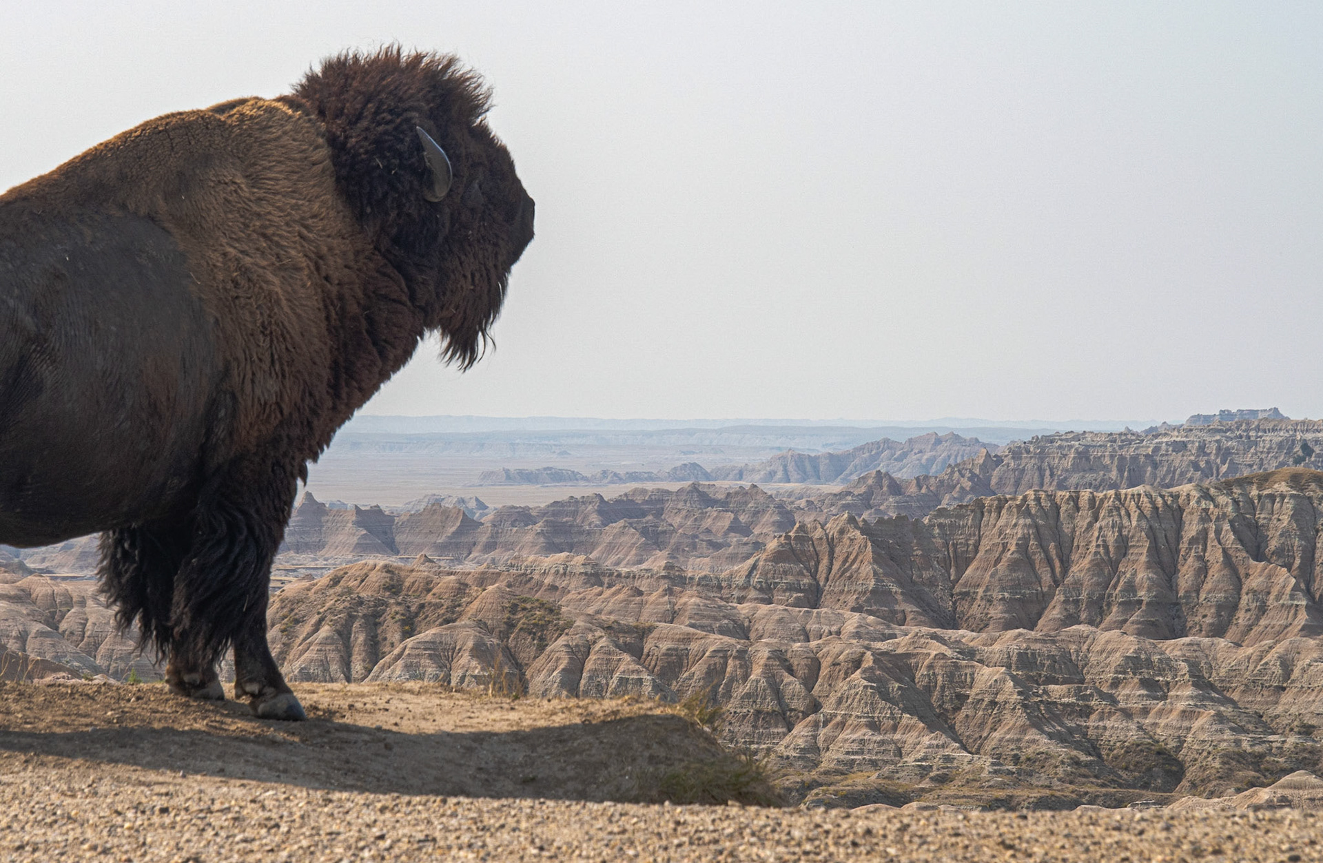 Bison &amp; Badlands