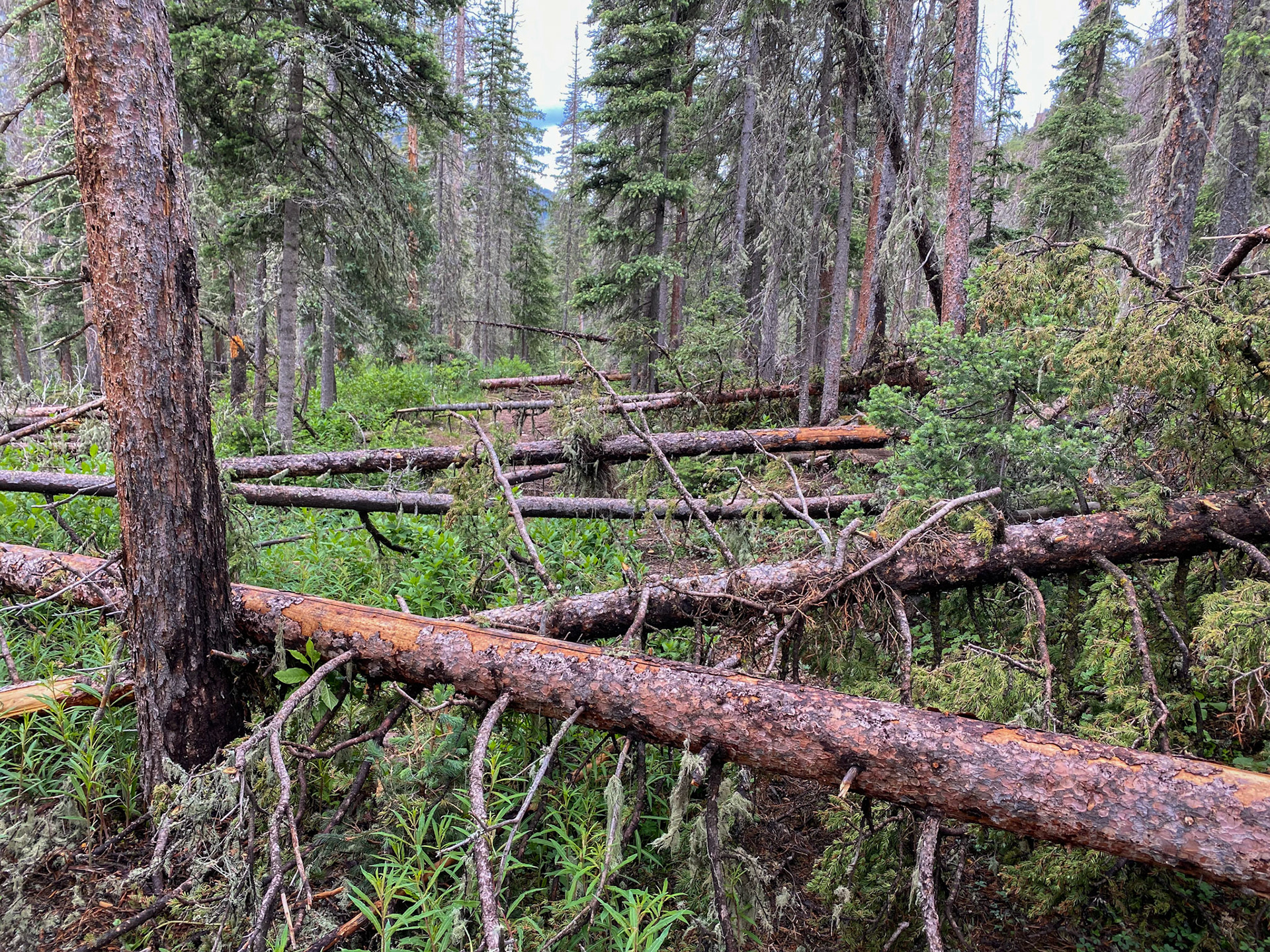 Deadfall on the Trail (Mt Eolus)