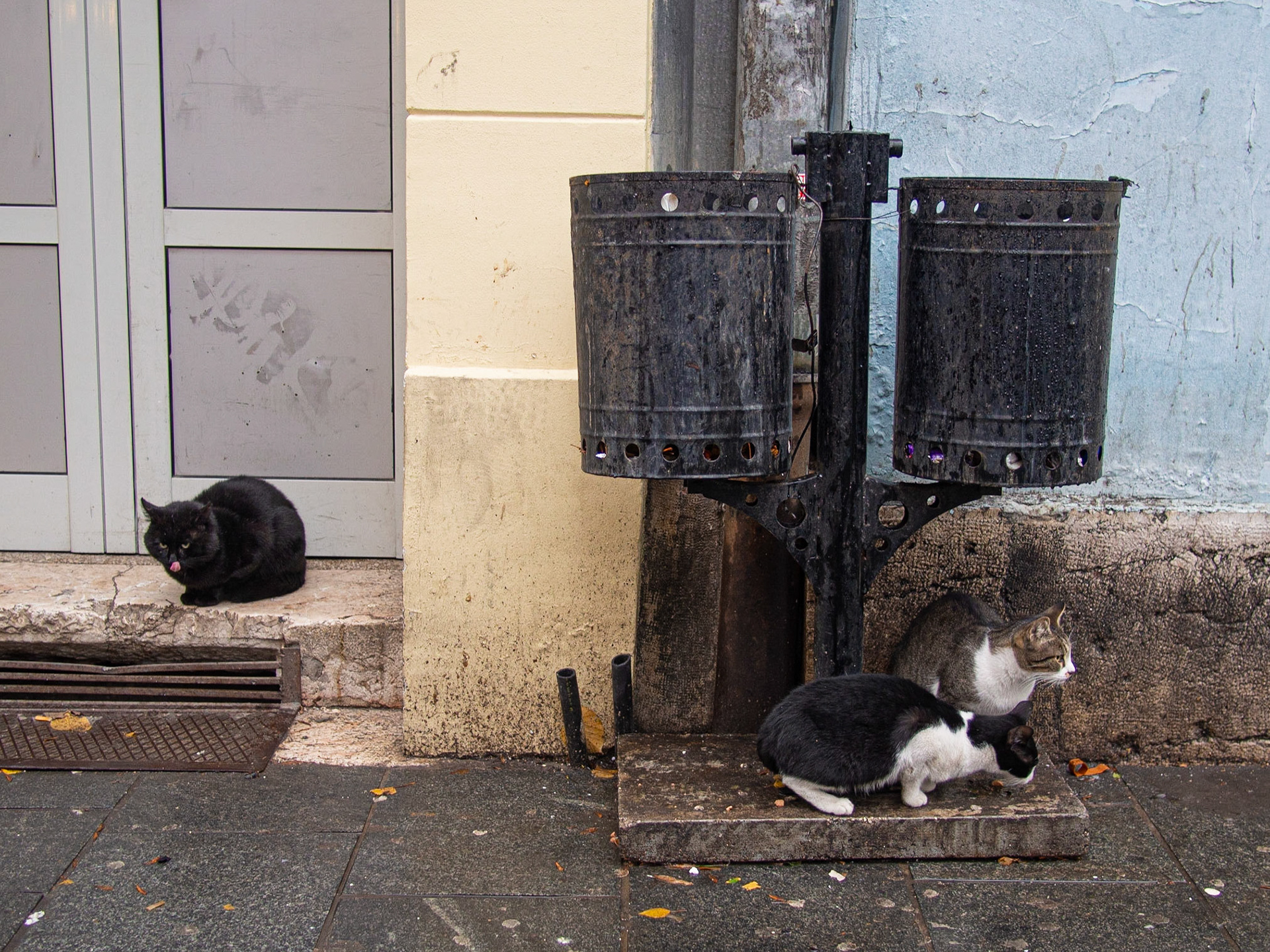 Street cats, Sarajevo