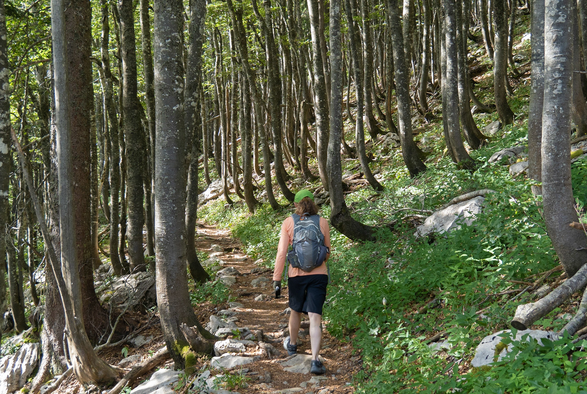 Trail Through Beech Forest