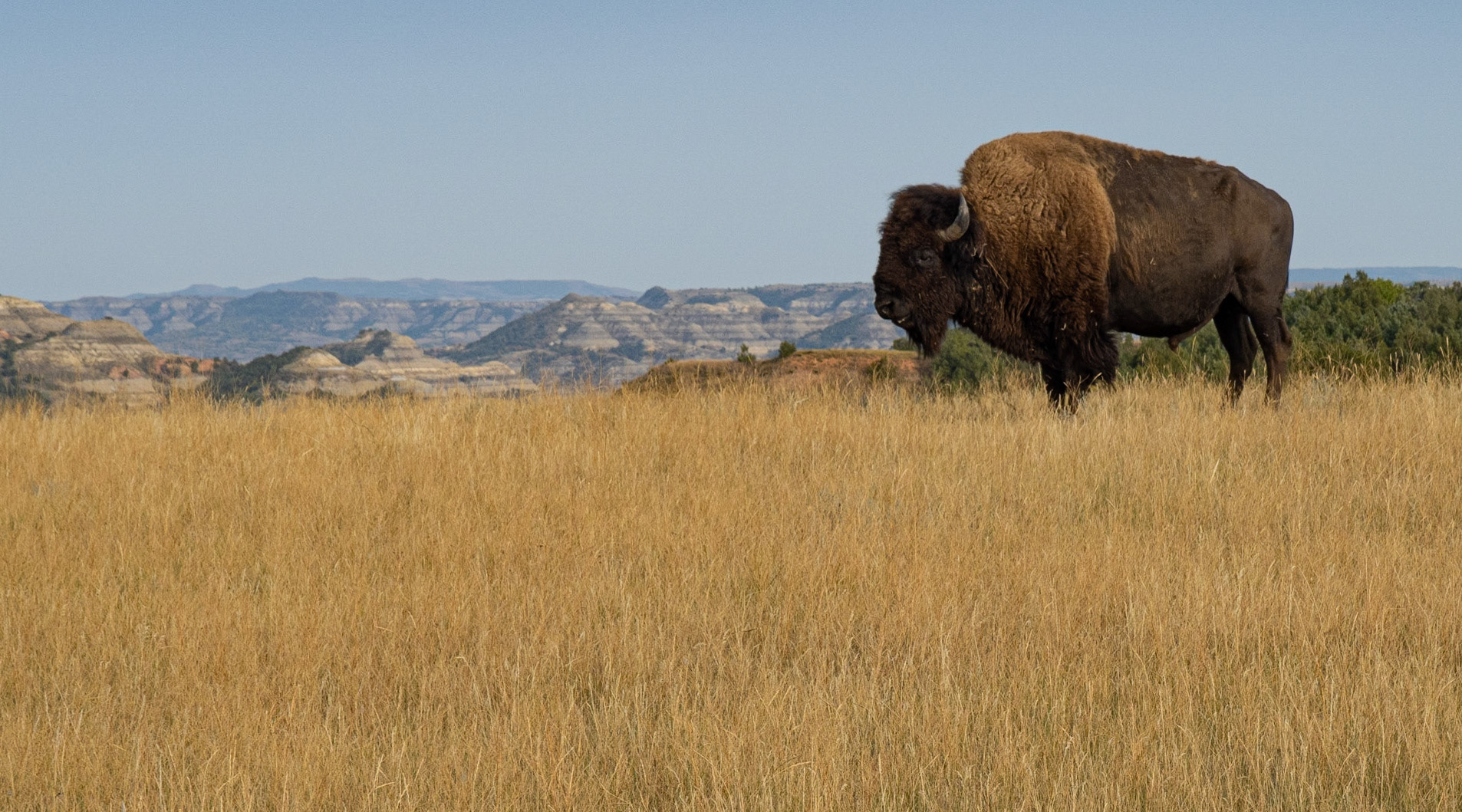 Bison, Theodore Roosevelt NP