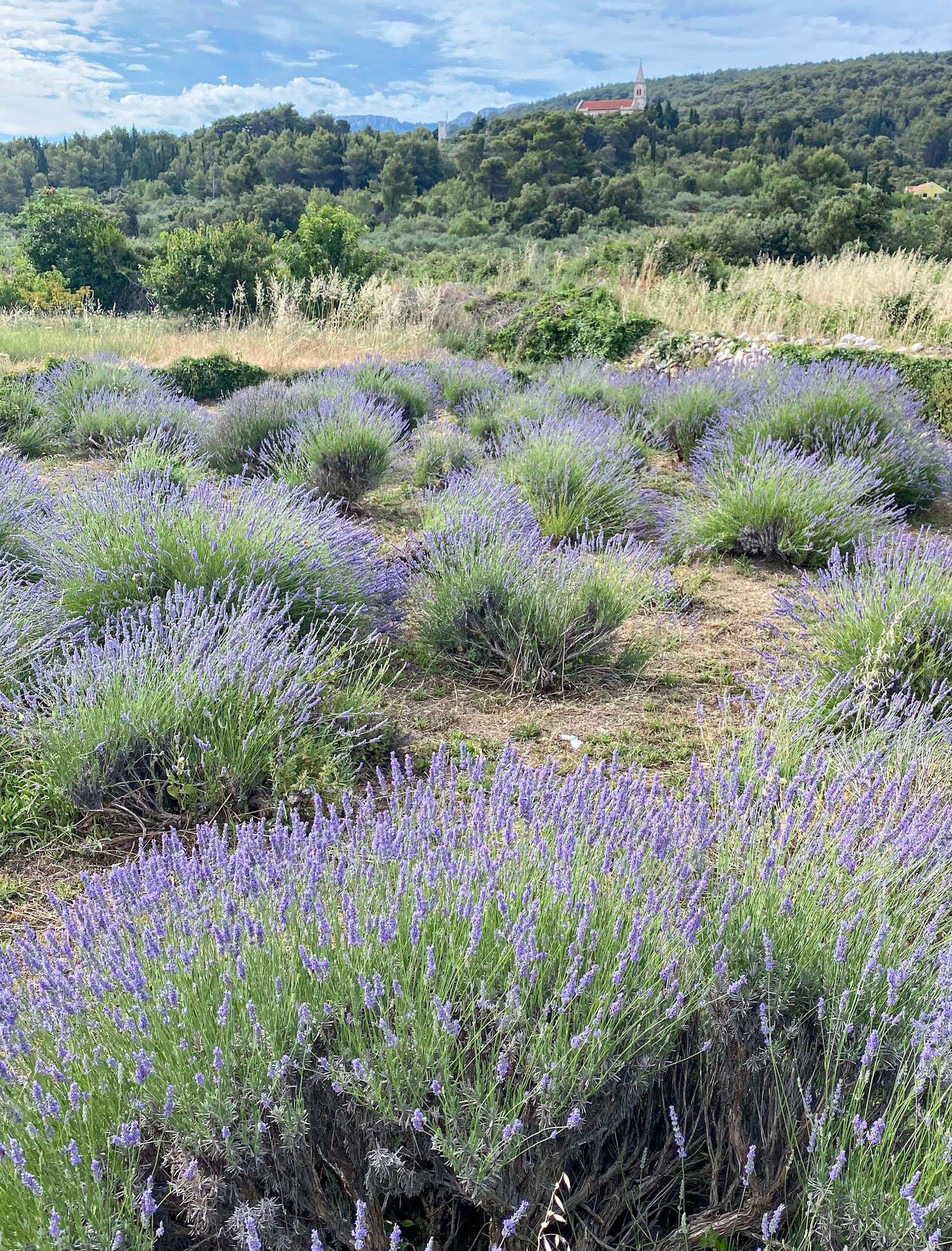 Lavender on the Stari Grad Plain, Hvar Island