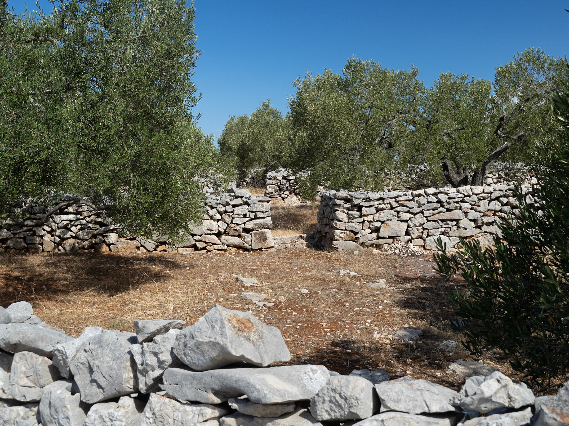 Saljsko Polje, Ancient Olive Grove and Walls