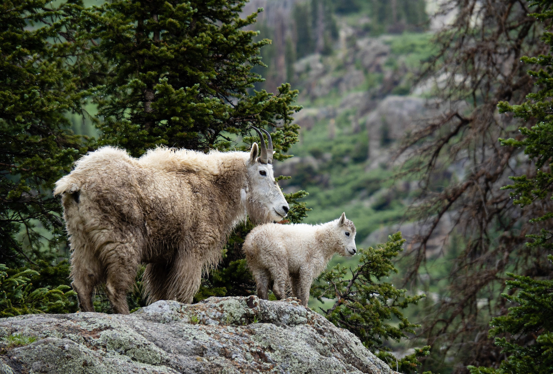 Mountain Goats (Mt Eolus)