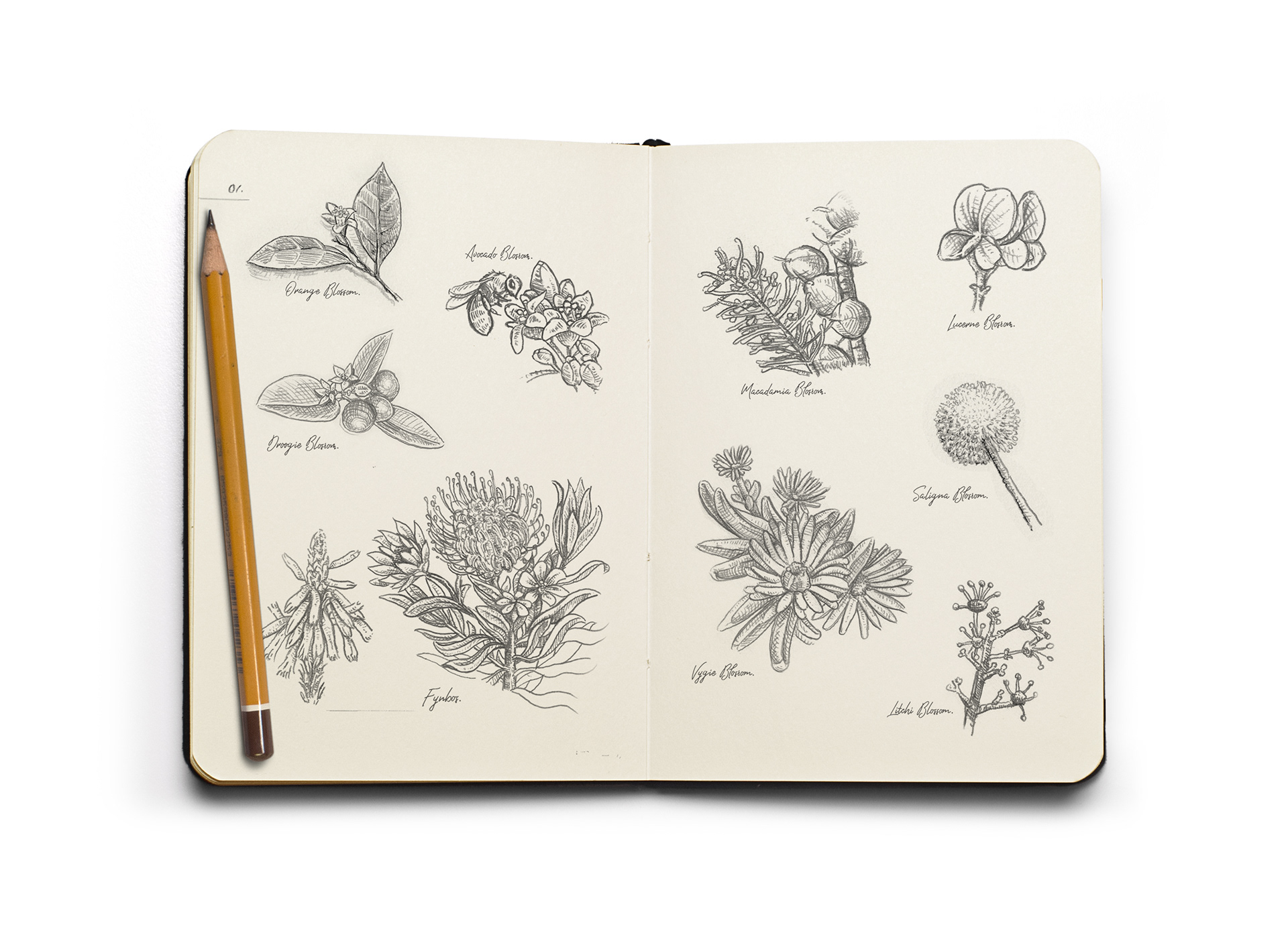 Pencil sketches of florals and blossoms for Peel's honey label design