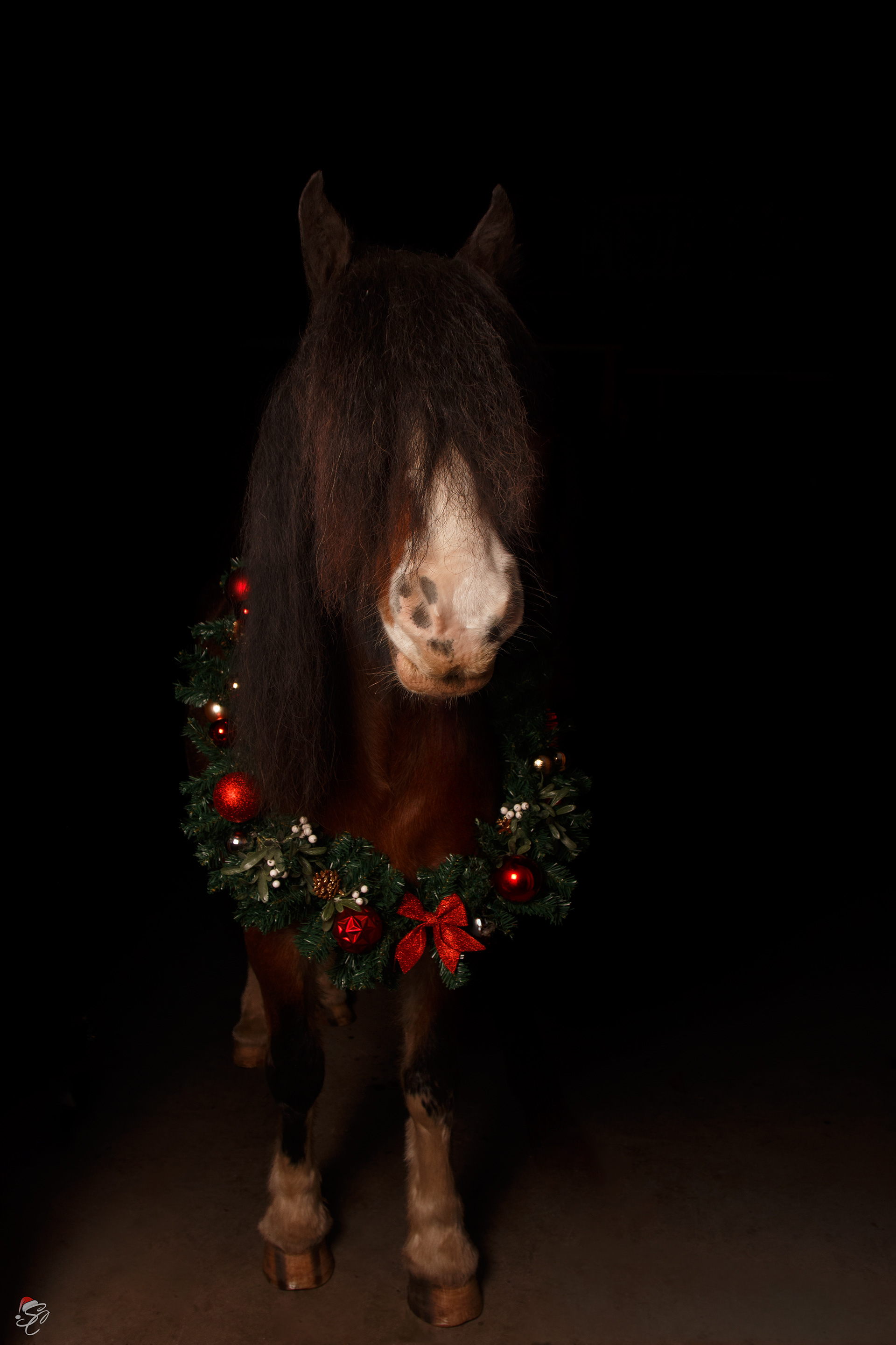 Brandy - December 2024