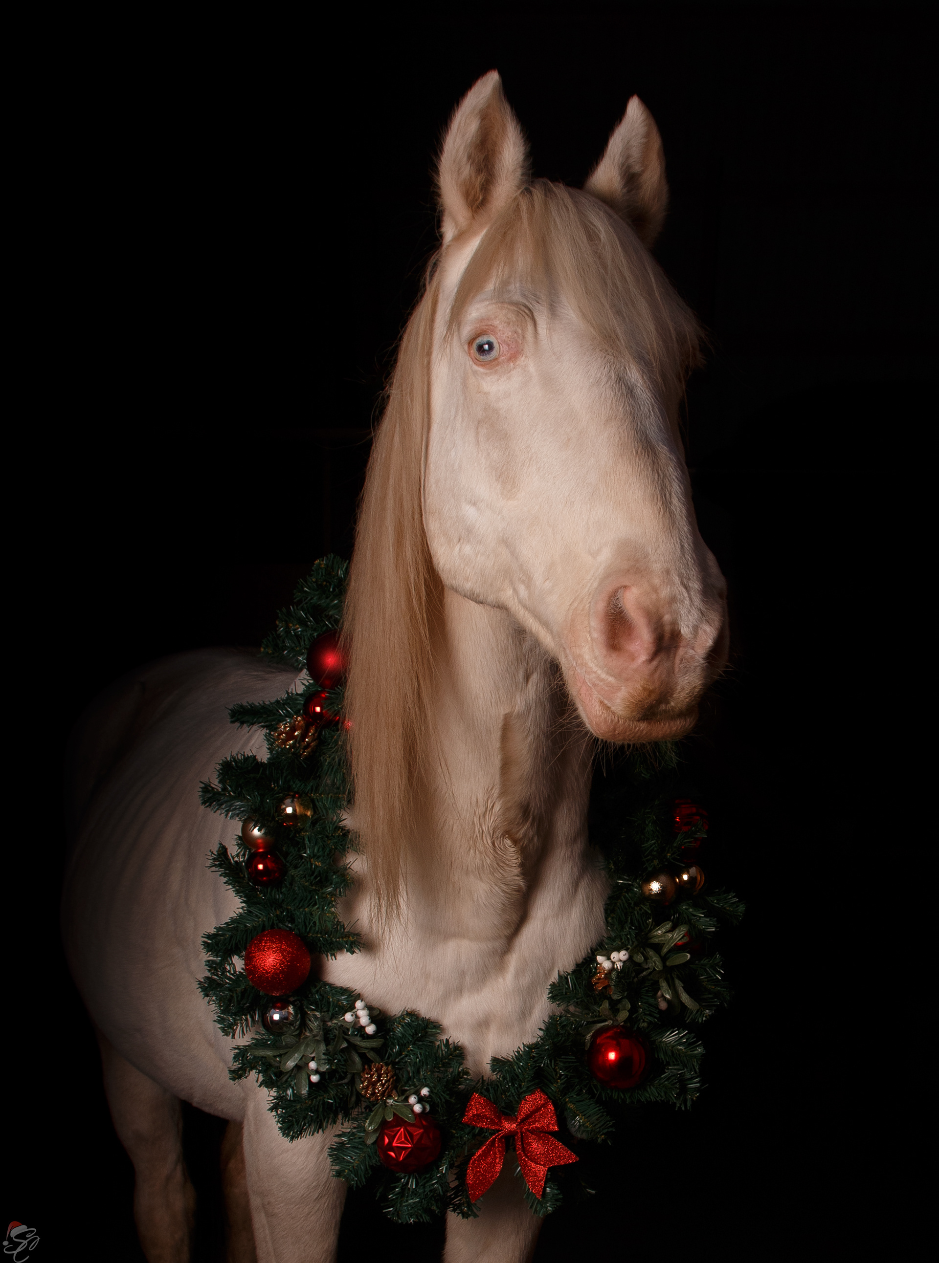 Mr Blue Eyes - December 2024