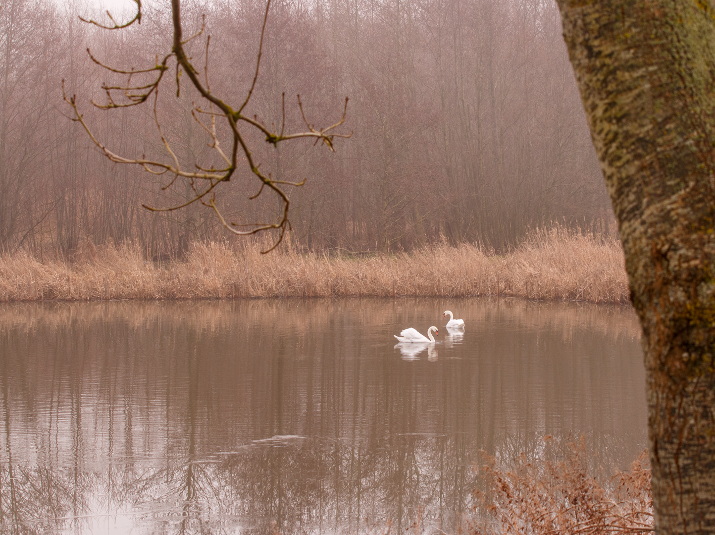 Haagerup januar 2025