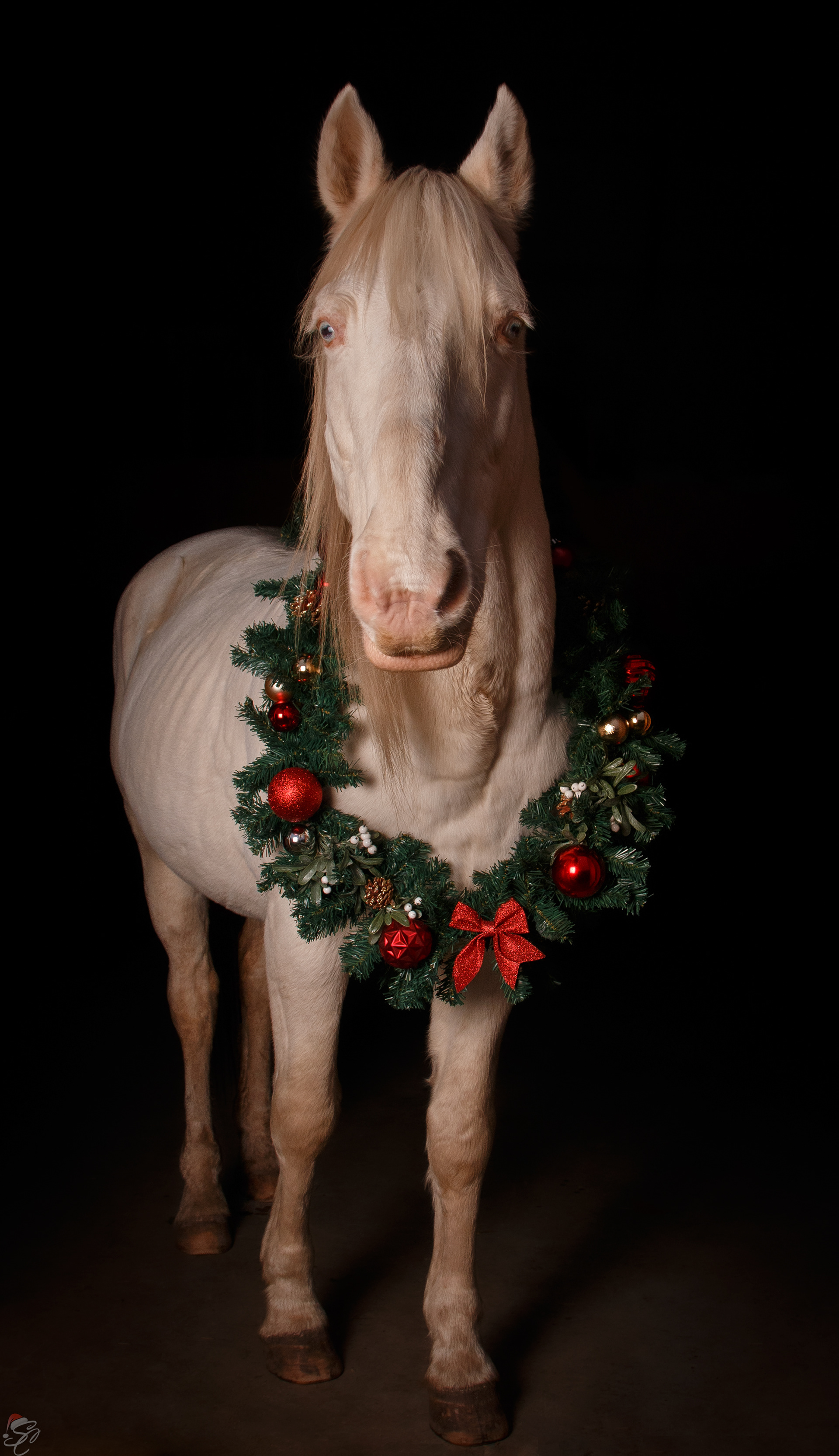 Mr Blue Eyes - December 2024