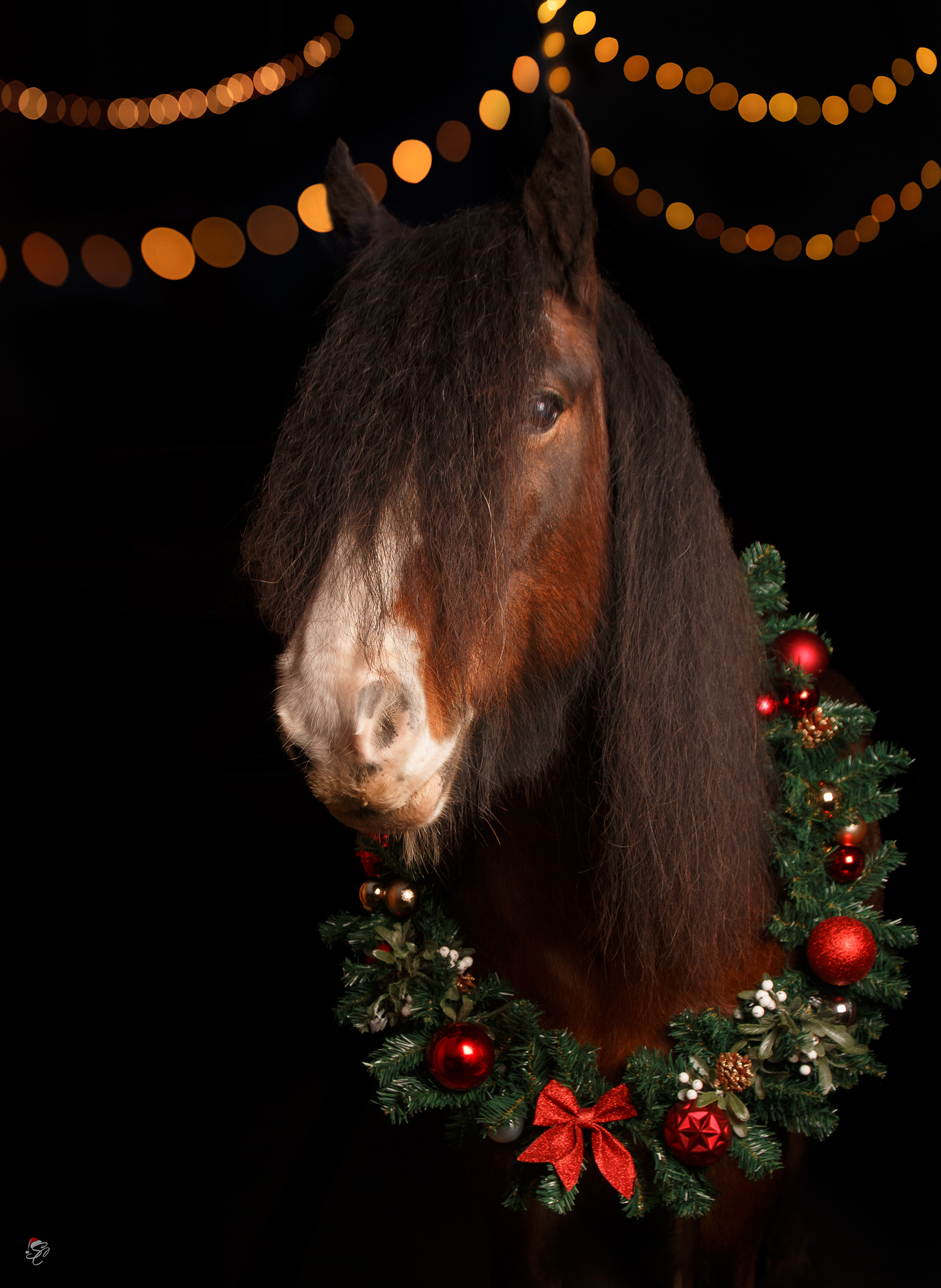 Brandy - December 2024