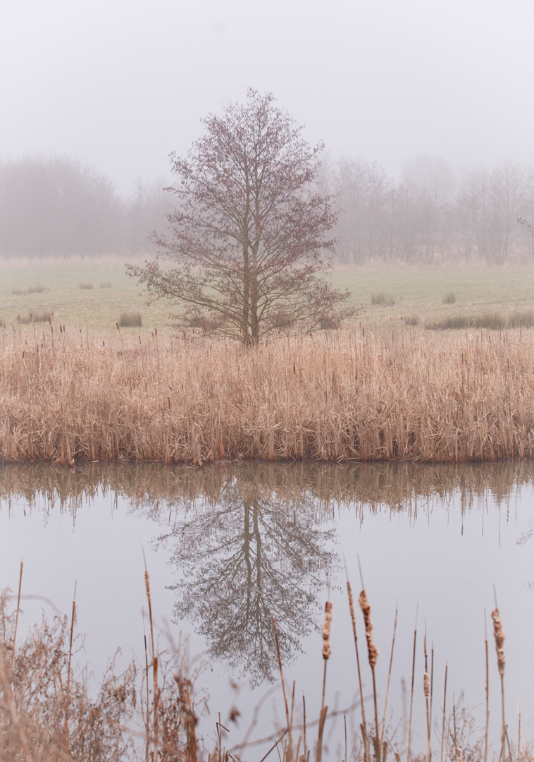 Haagerup januar 2025