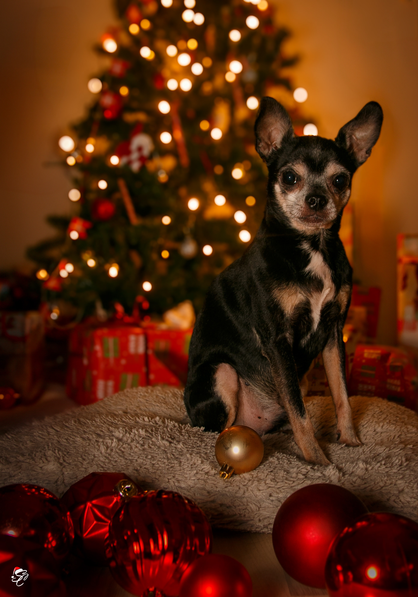 Mikki - December 2024