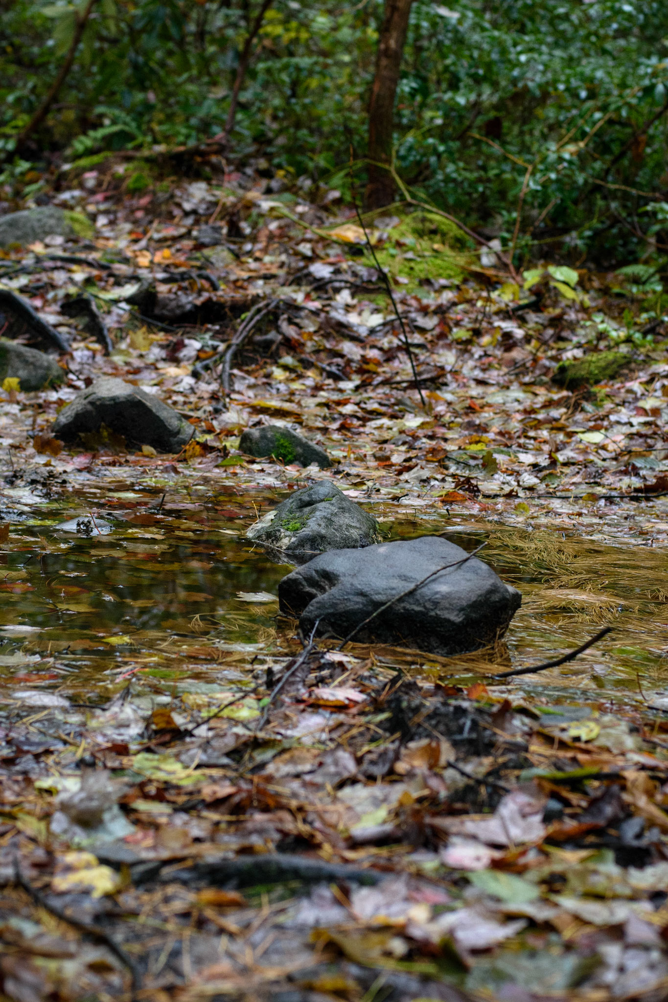 Fall puddle
