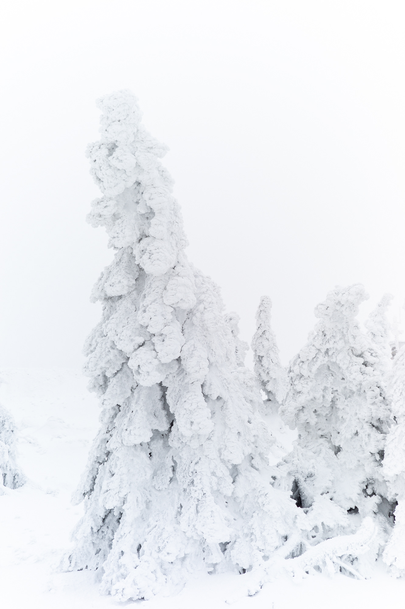 white death 2